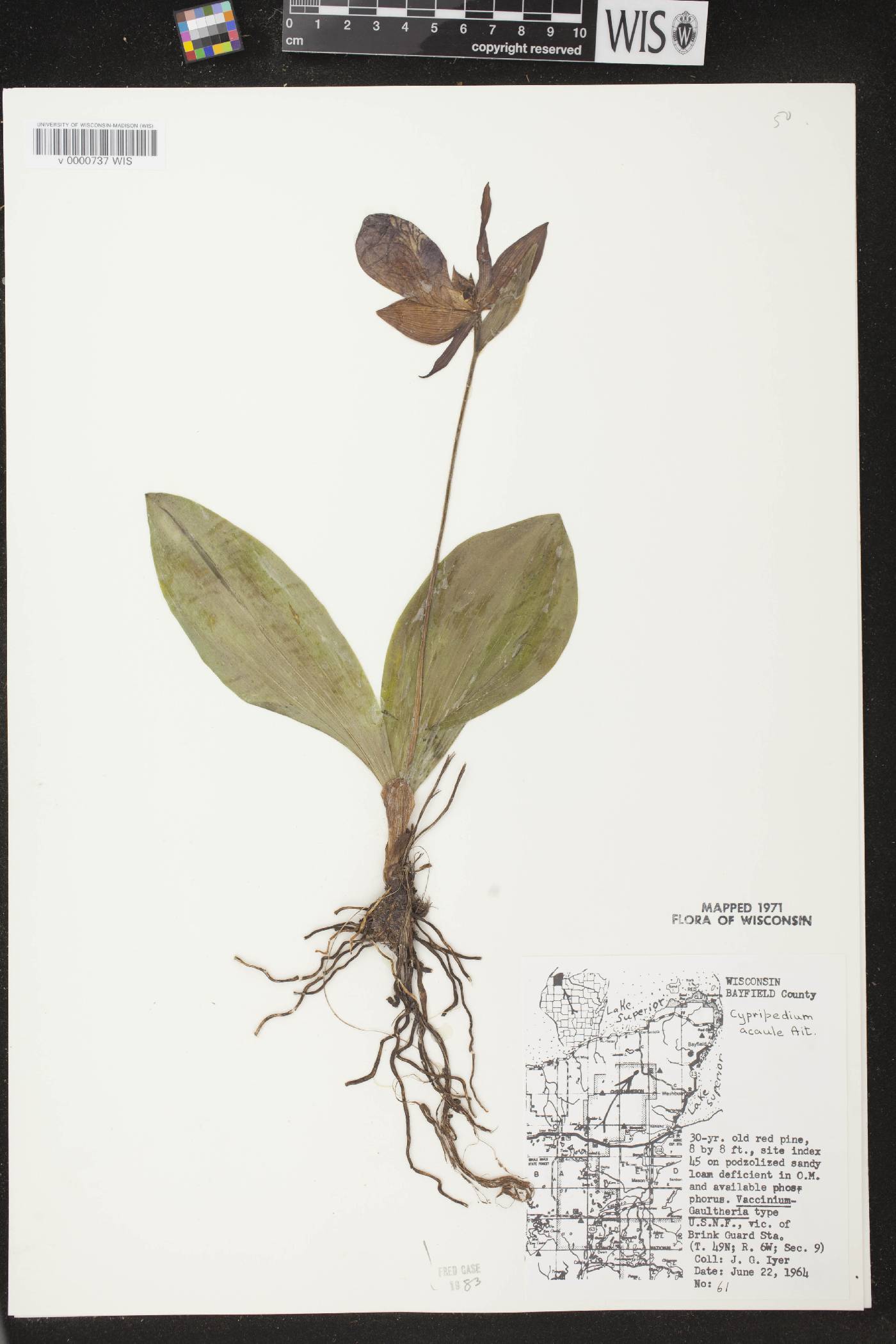 Cypripedium acaule image