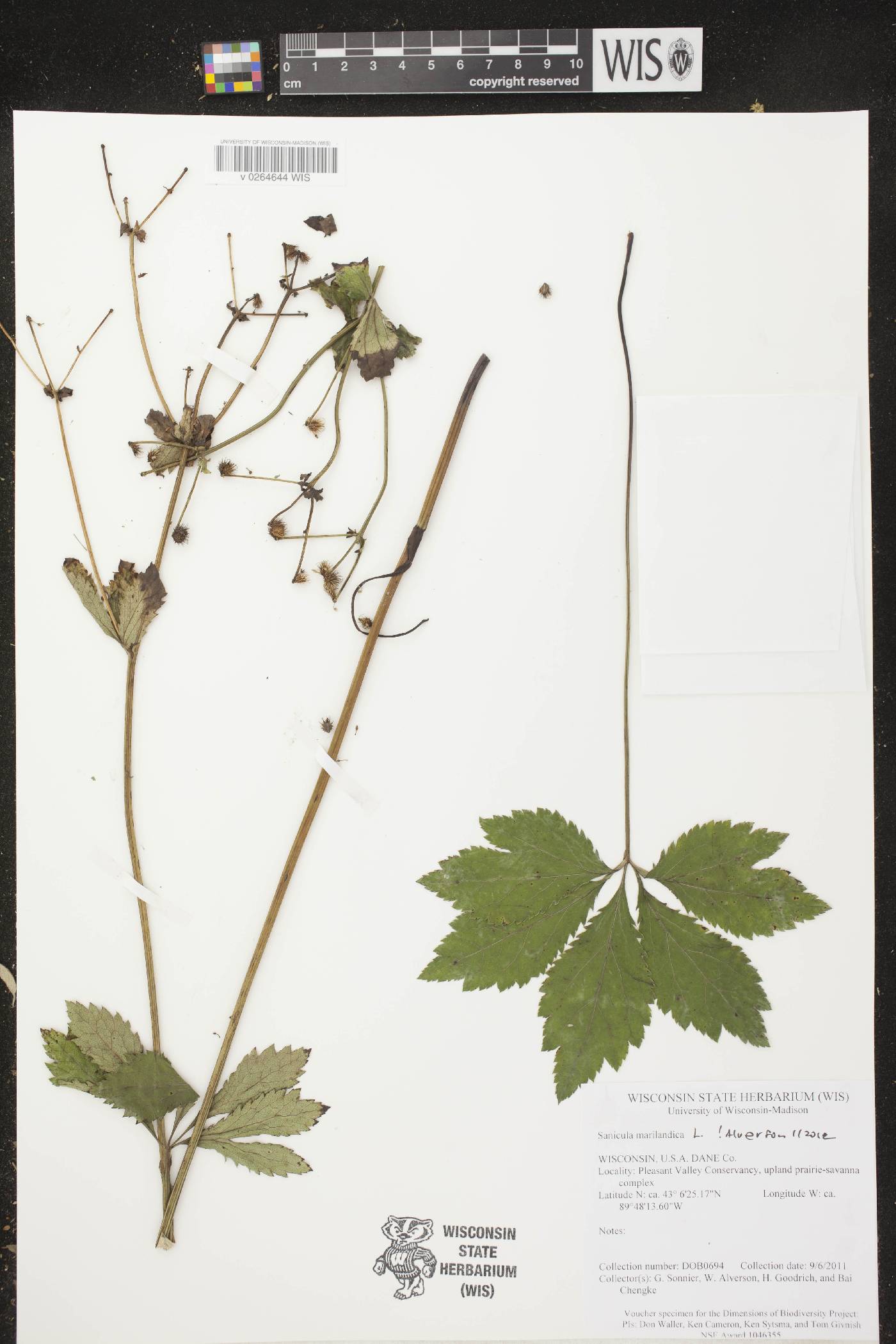Sanicula marilandica image