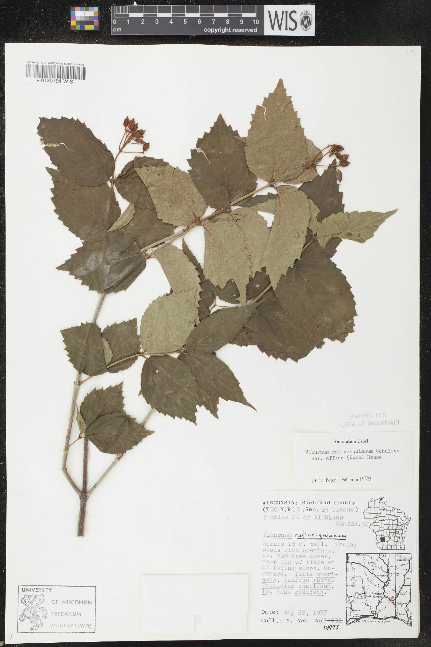 Viburnum rafinesquianum var. affine image