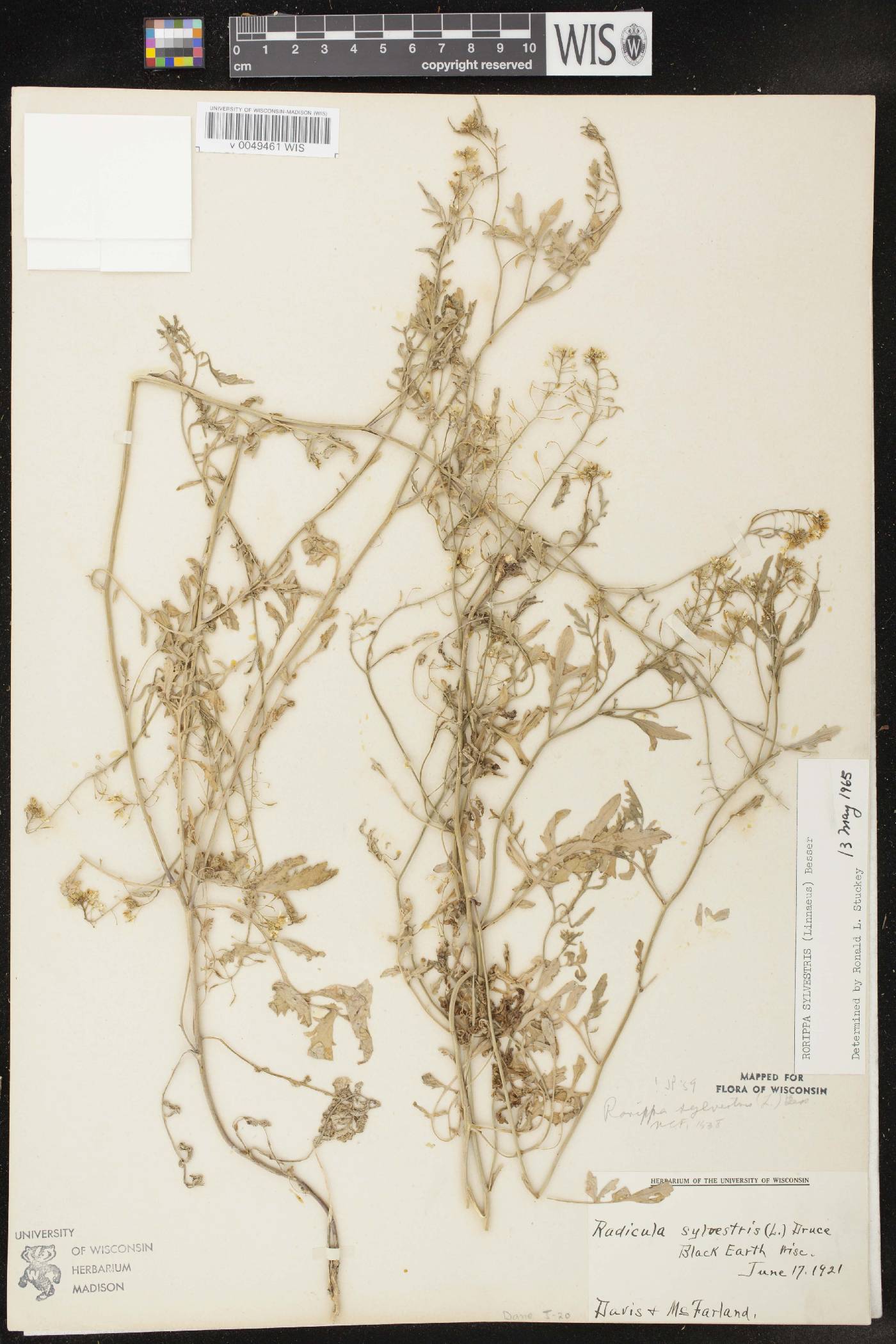 Rorippa sylvestris image