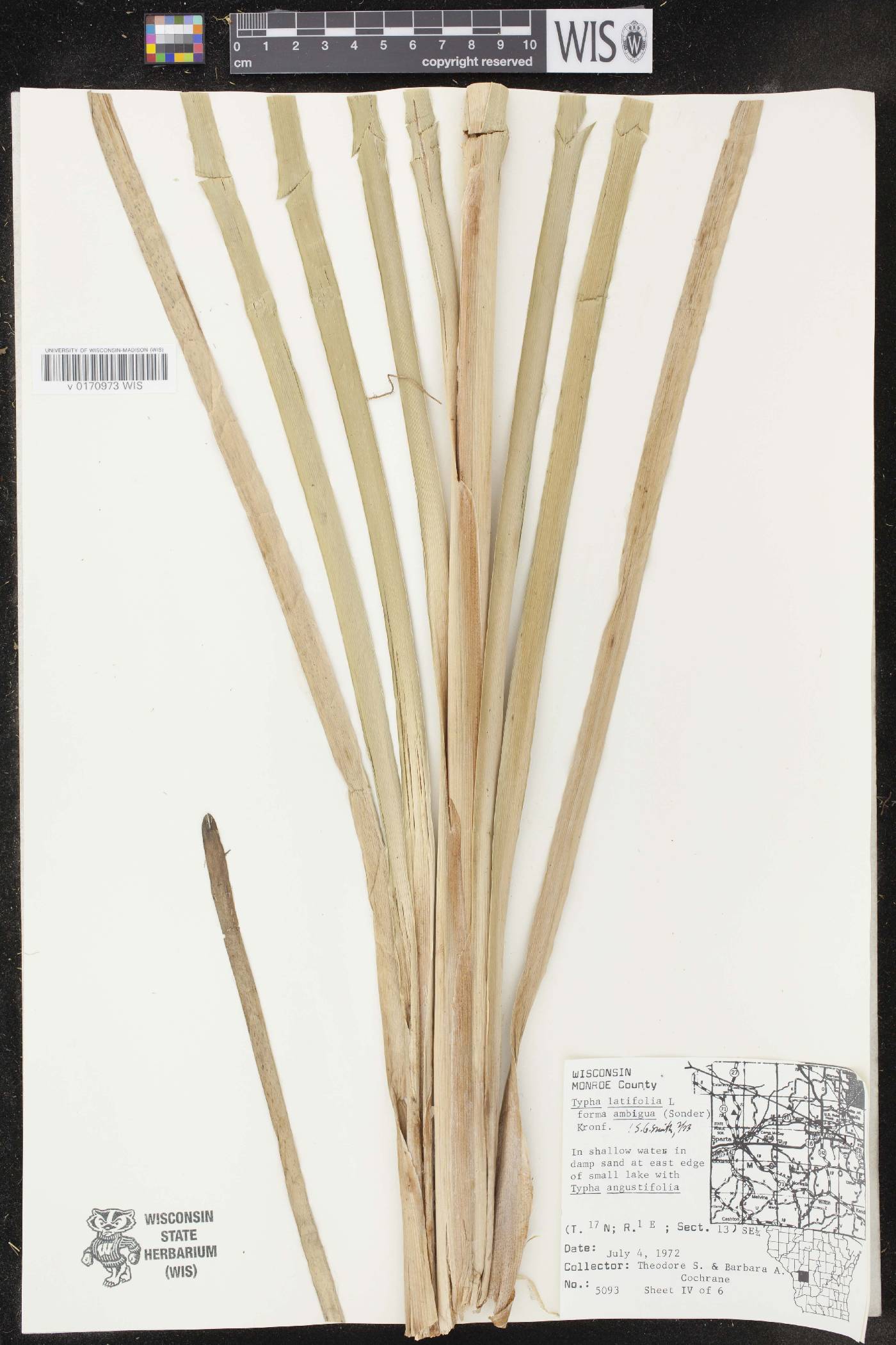 Typha latifolia image