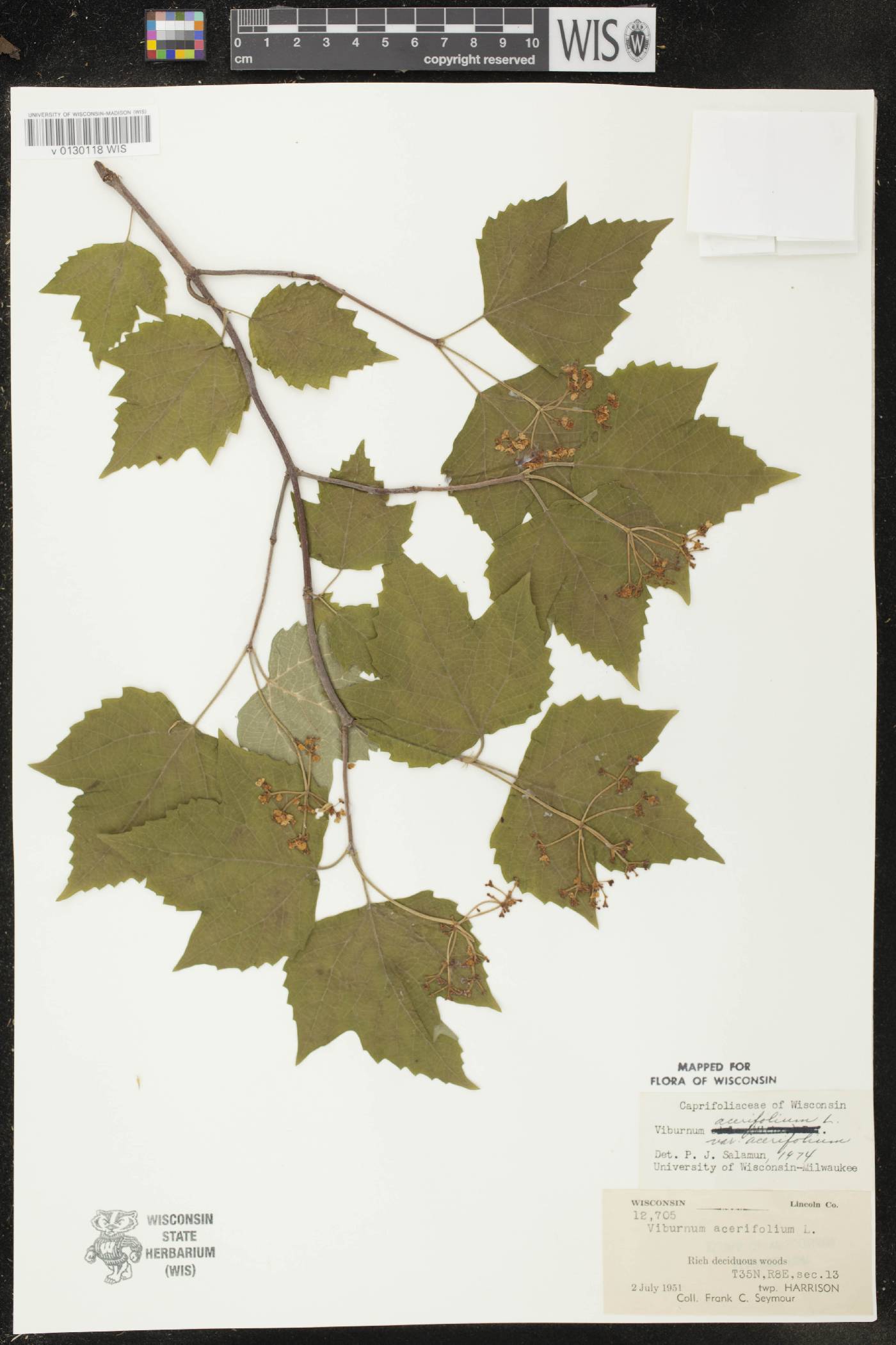 Viburnum acerifolium image
