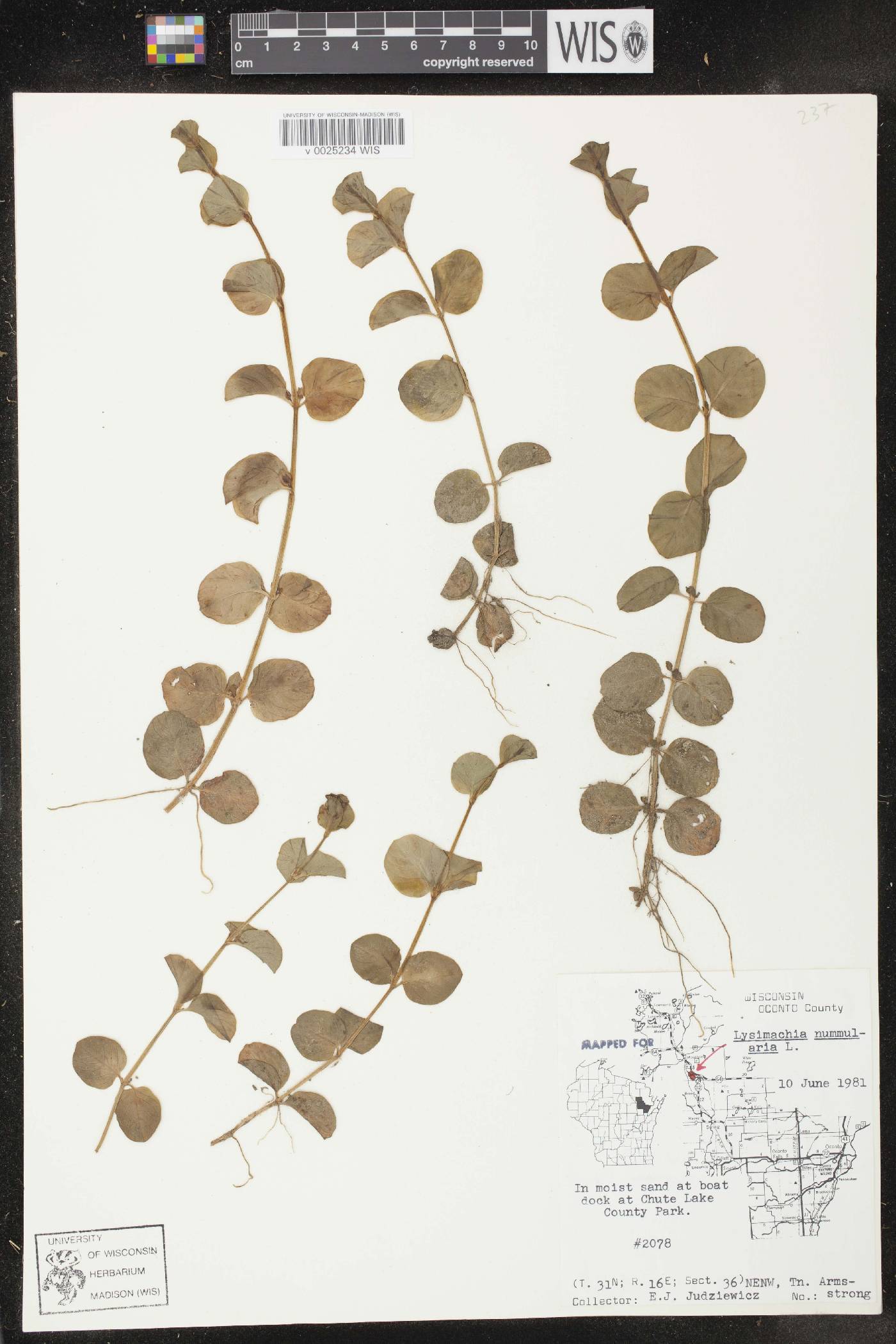 Lysimachia nummularia image
