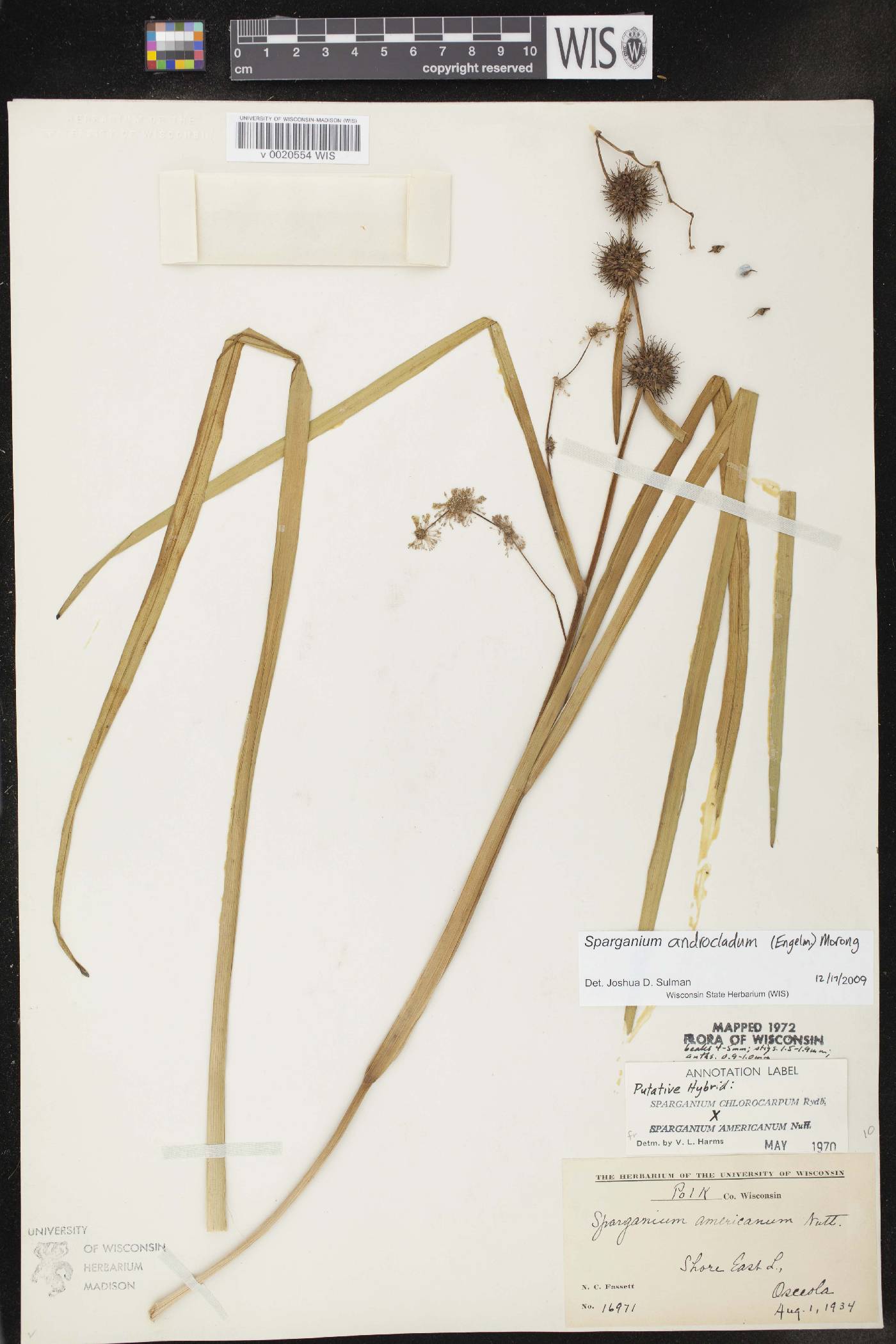 Sparganium androcladum image