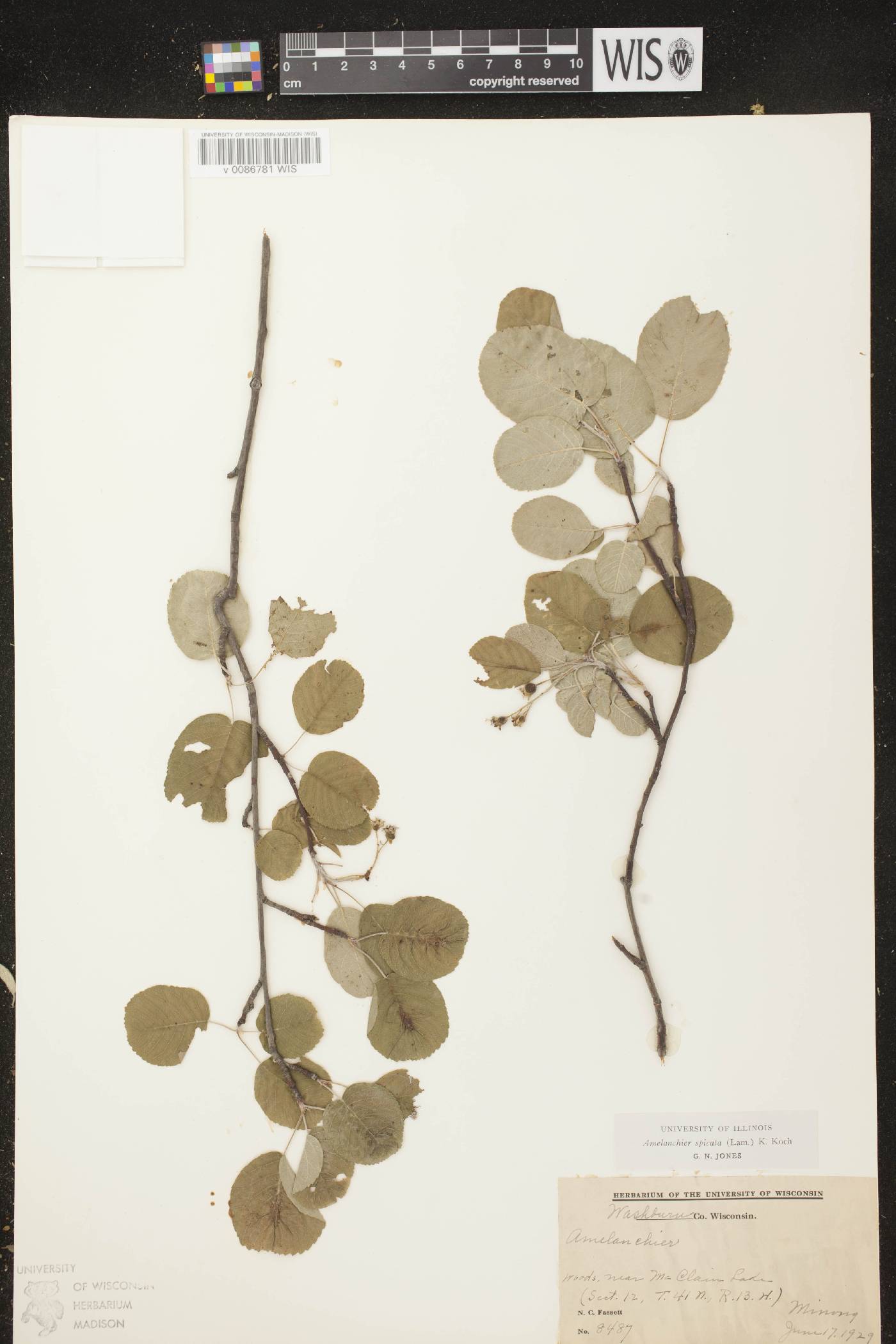 Amelanchier spicata image