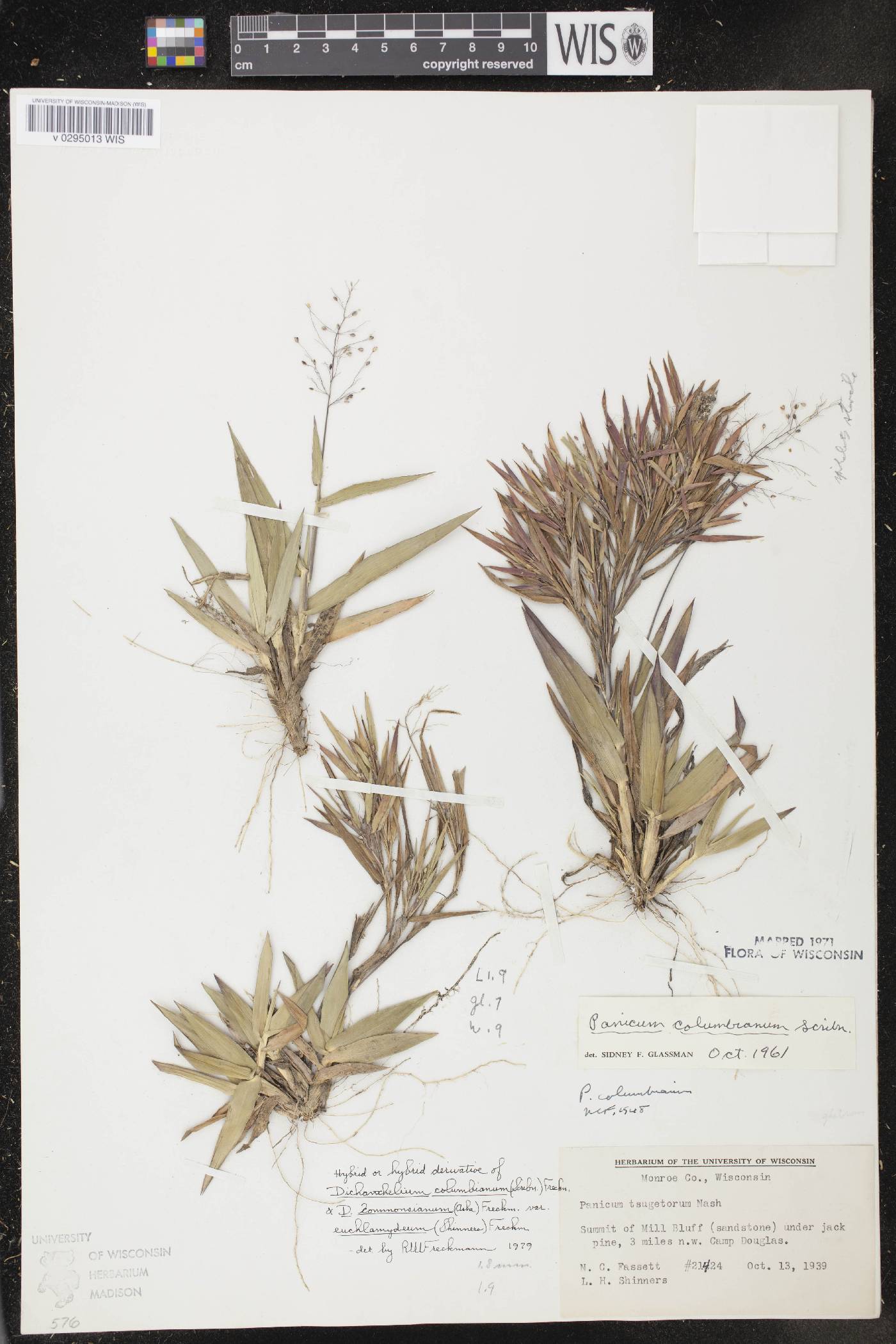 Dichanthelium columbianum image
