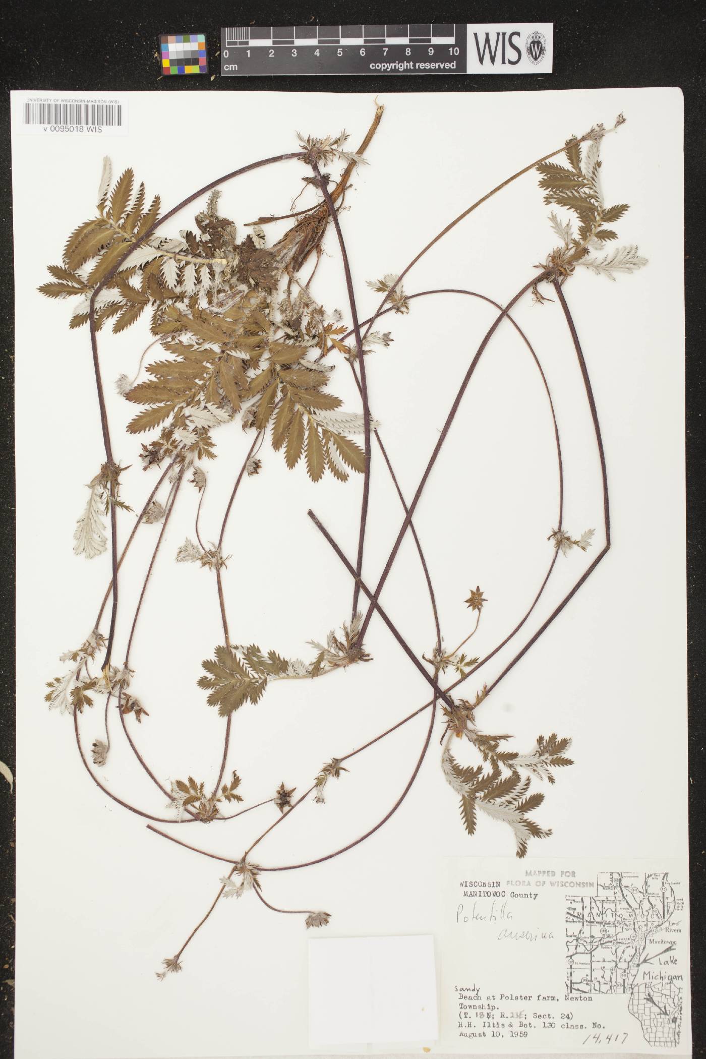 Potentilla anserina subsp. anserina image