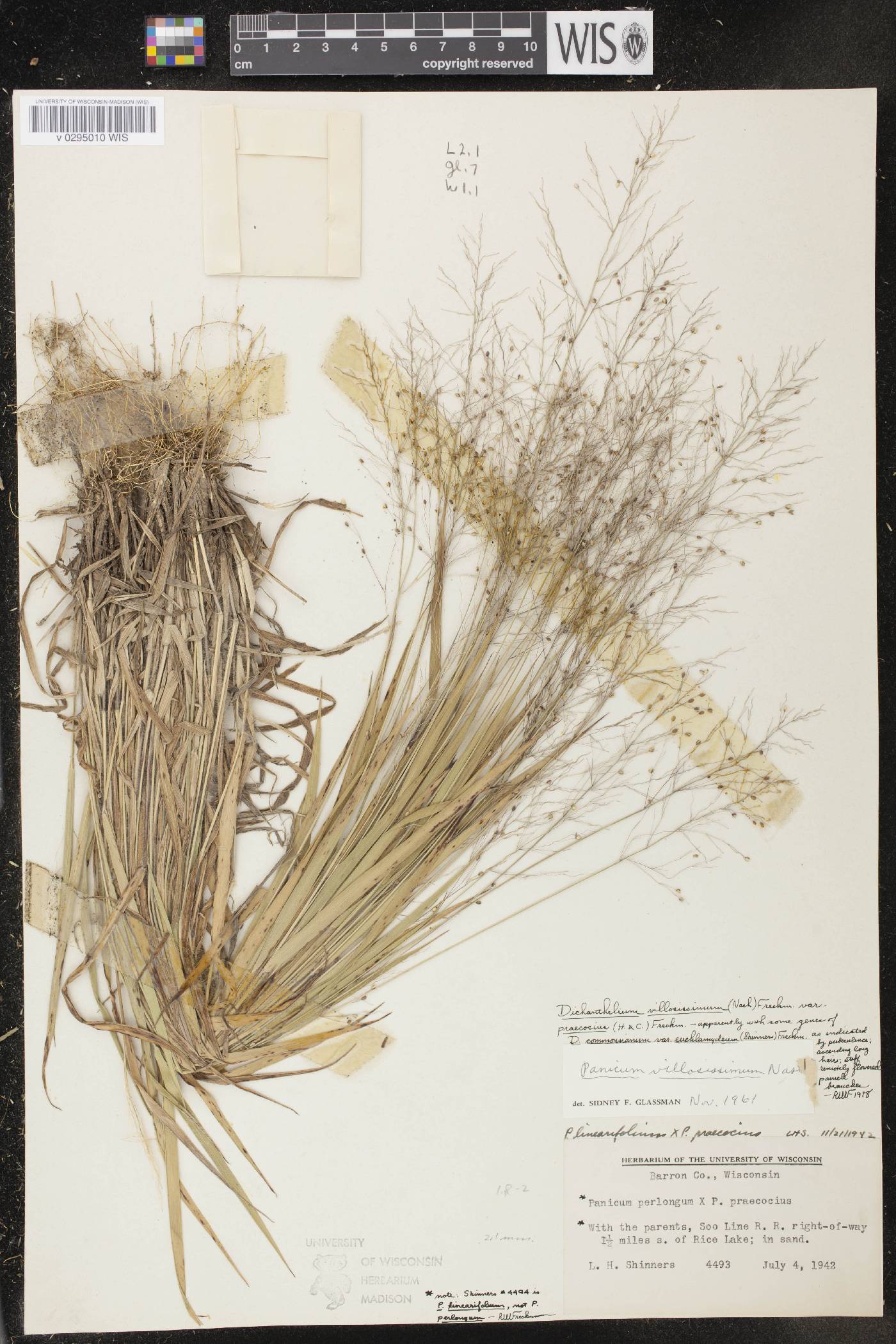 Dichanthelium villosissimum var. praecocius image
