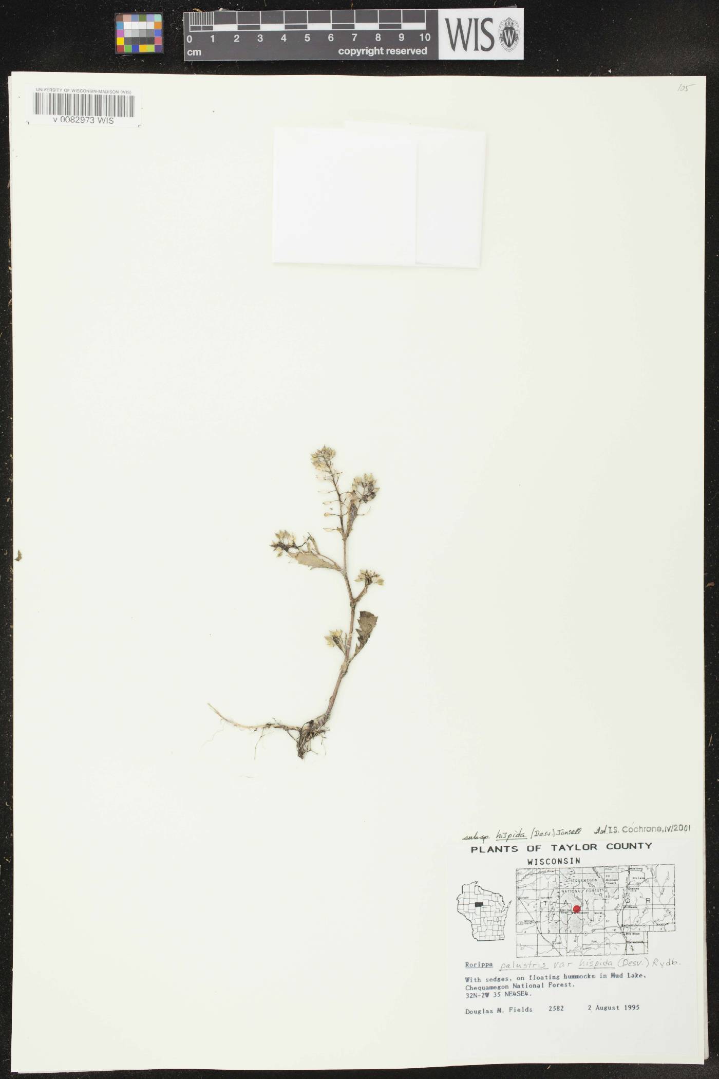 Rorippa palustris subsp. hispida image
