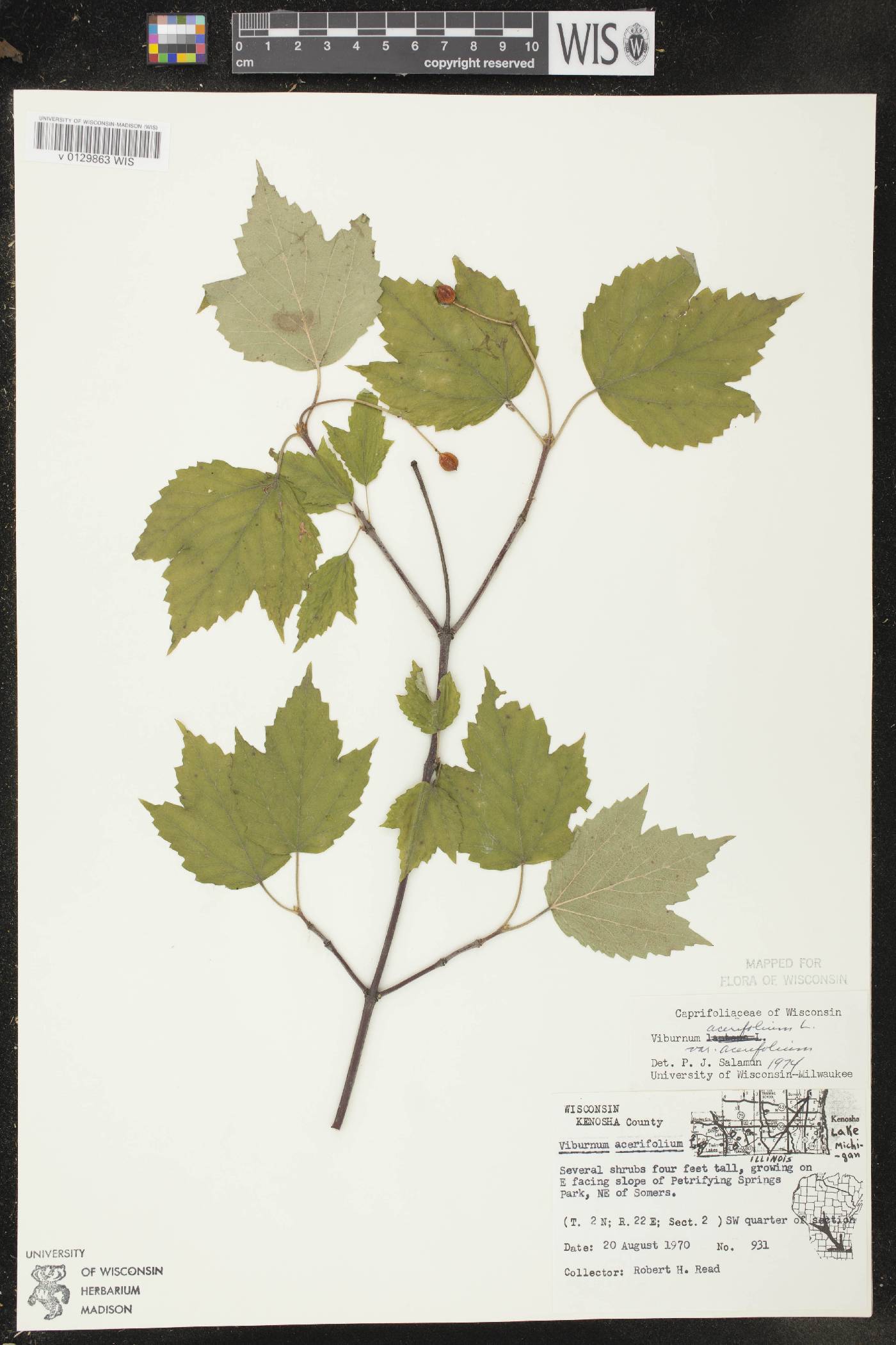 Viburnum acerifolium image