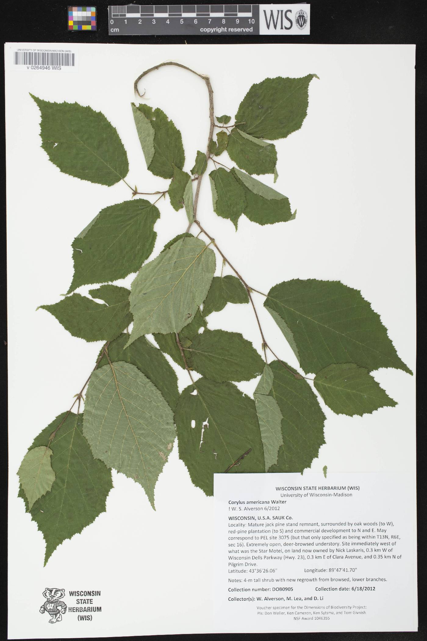 Corylus americana image