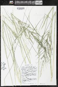 Image of Diplachne fusca subsp. uninervia
