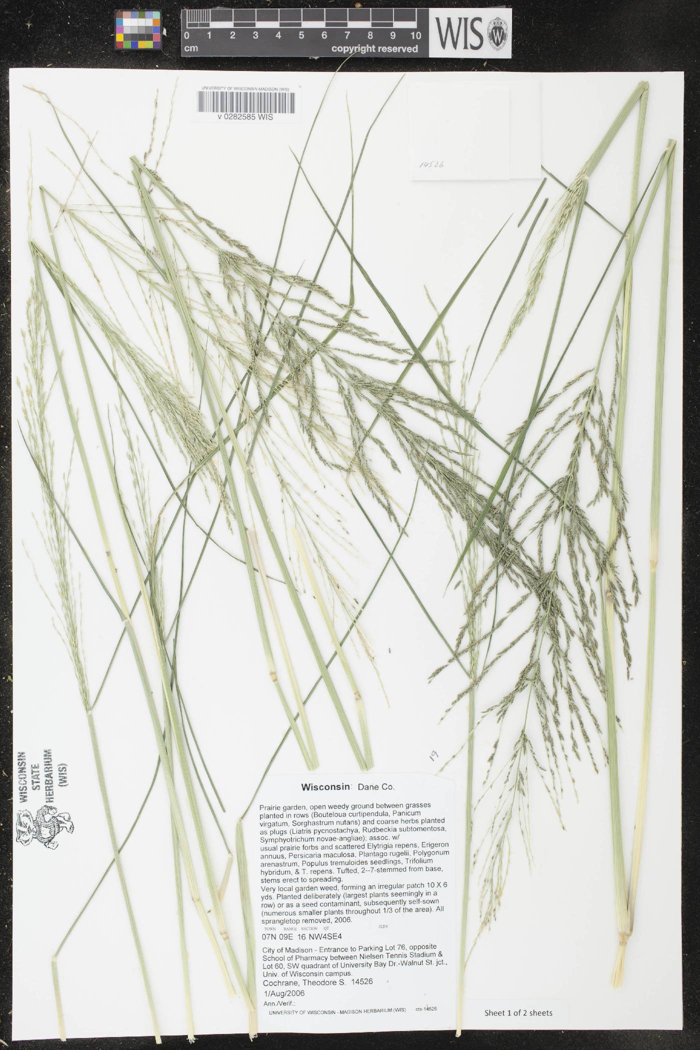 Diplachne fusca subsp. uninervia image