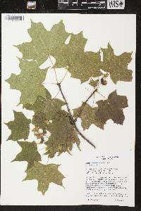 Image of Acer saccharum