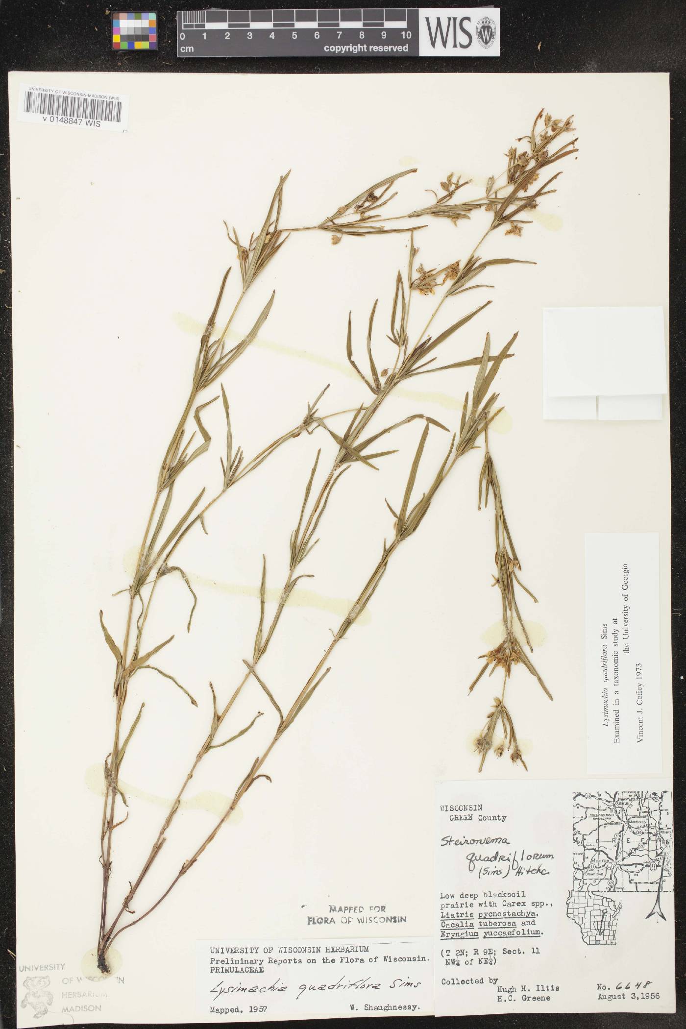 Lysimachia quadriflora image