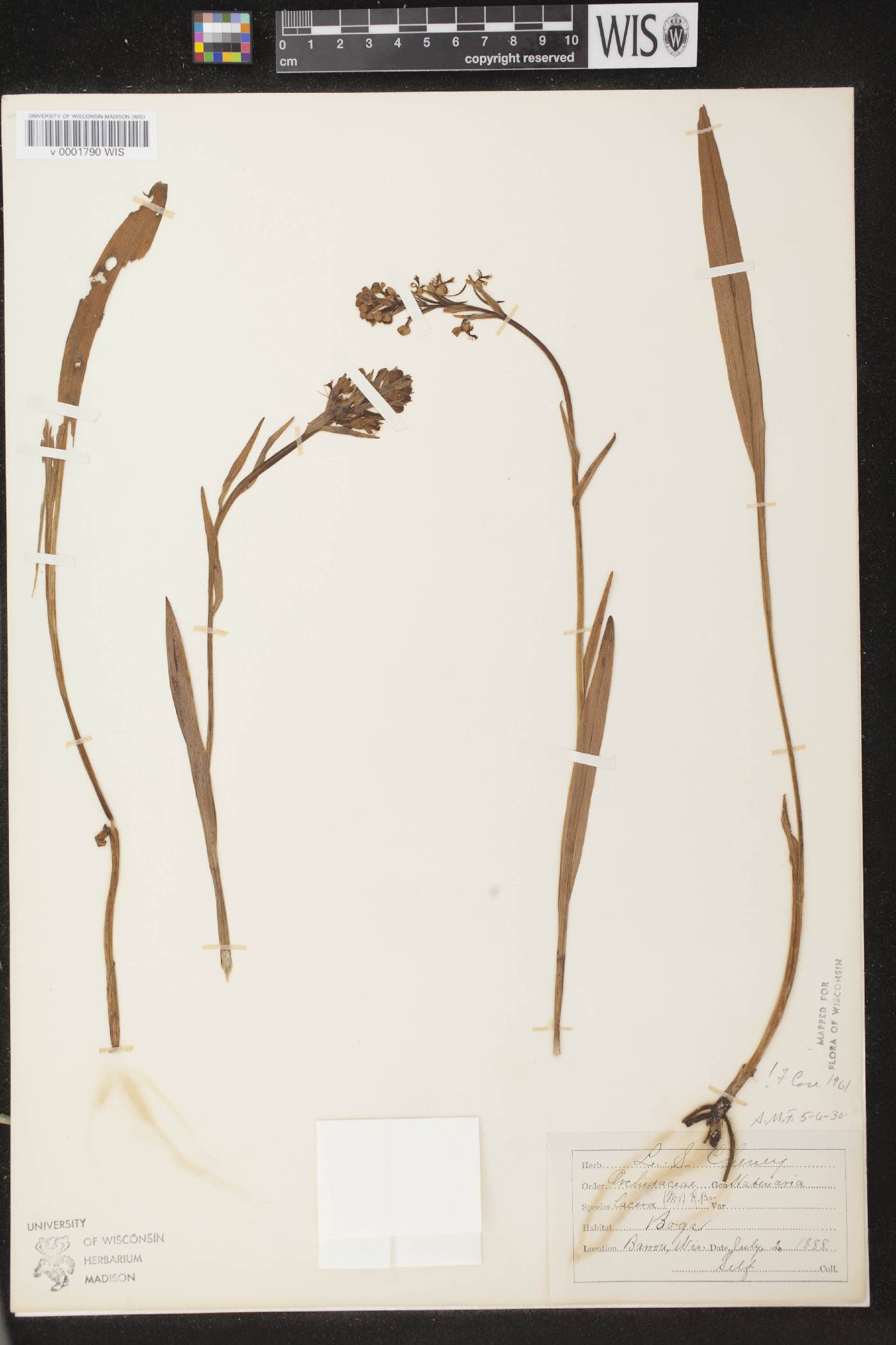 Platanthera lacera image