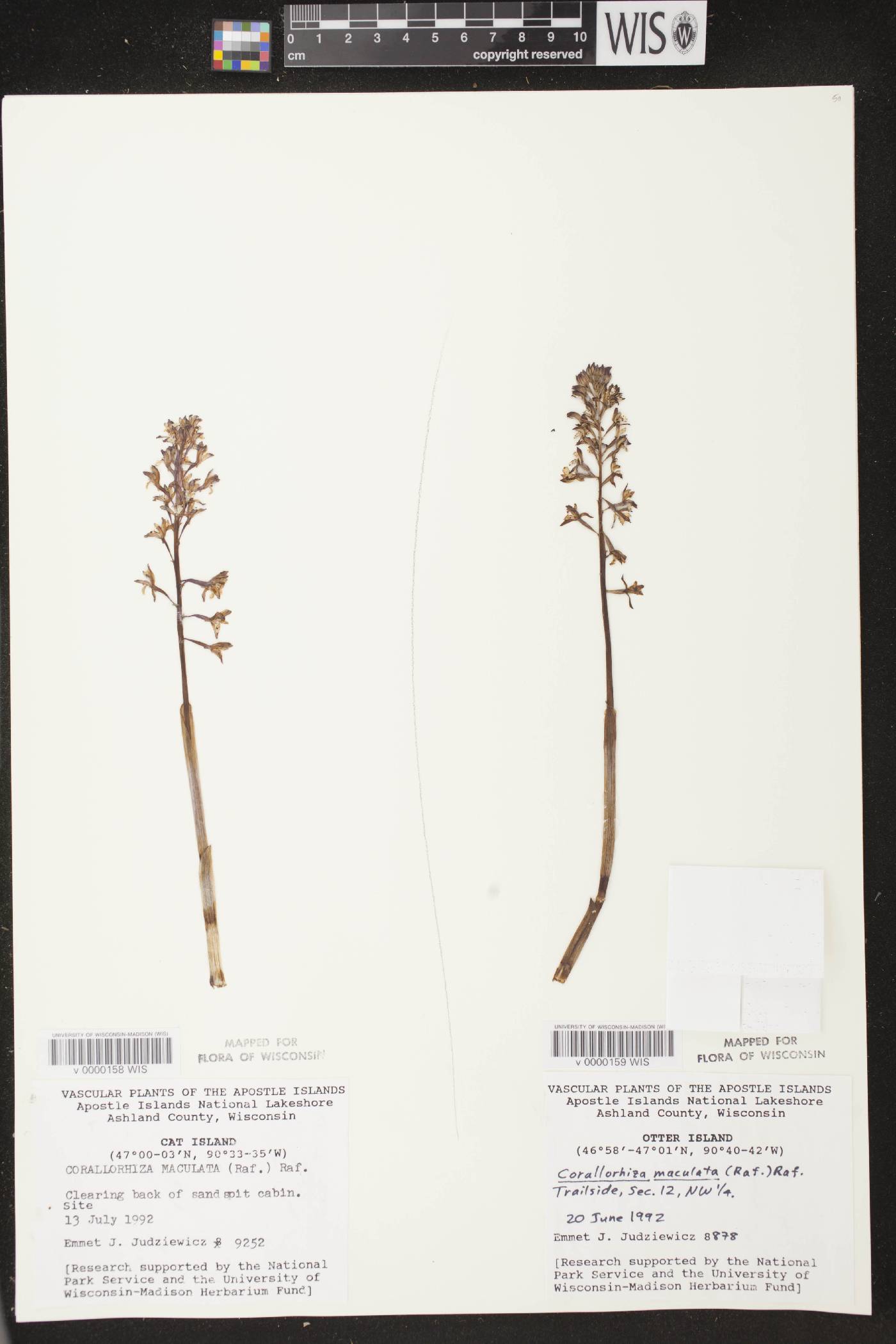 Corallorhiza maculata image