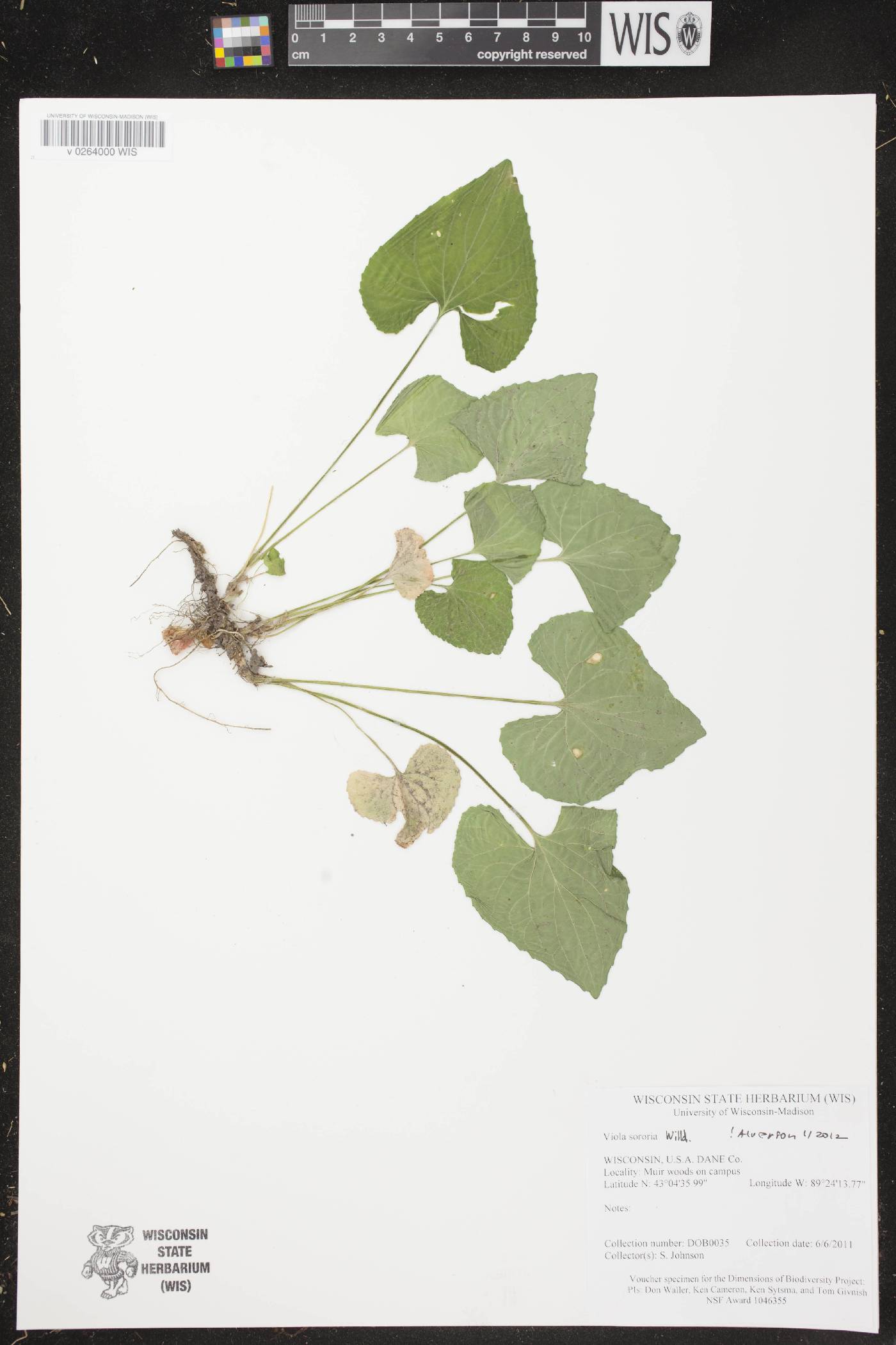 Viola sororia image