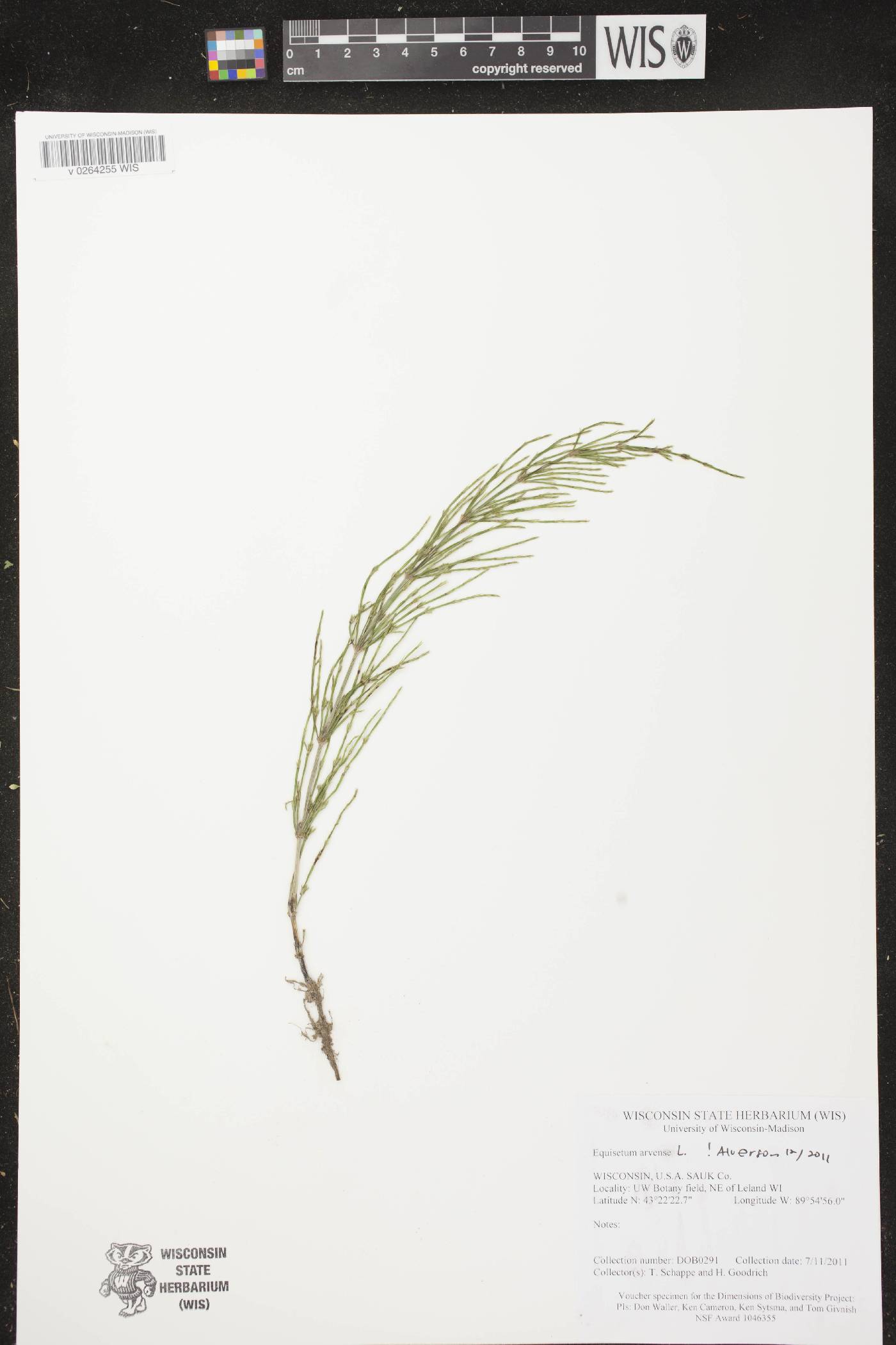 Equisetum arvense image