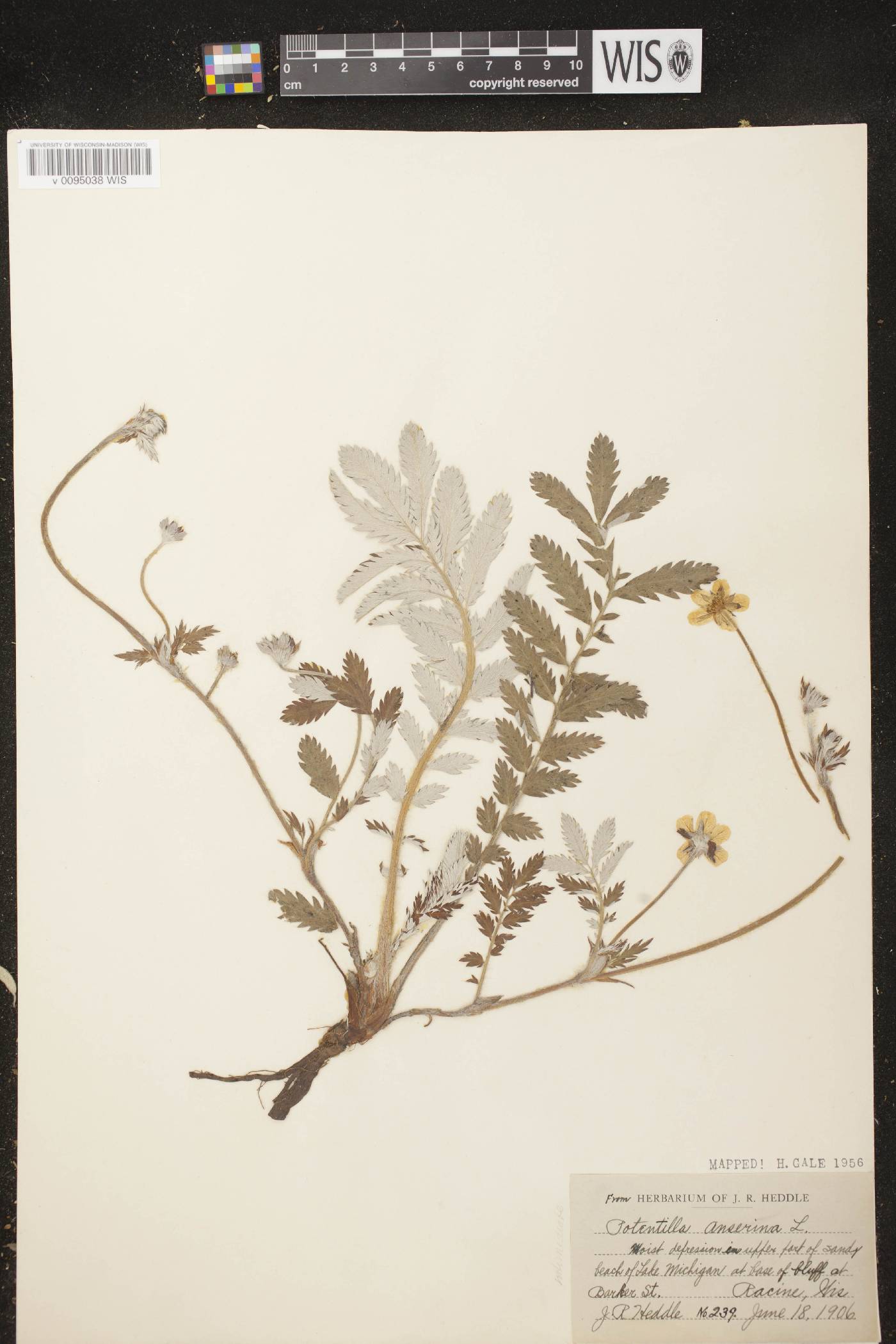 Potentilla anserina subsp. anserina image