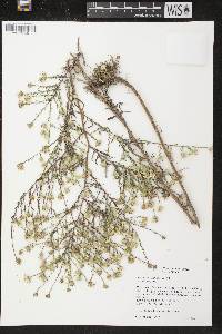 Image of Symphyotrichum pilosum