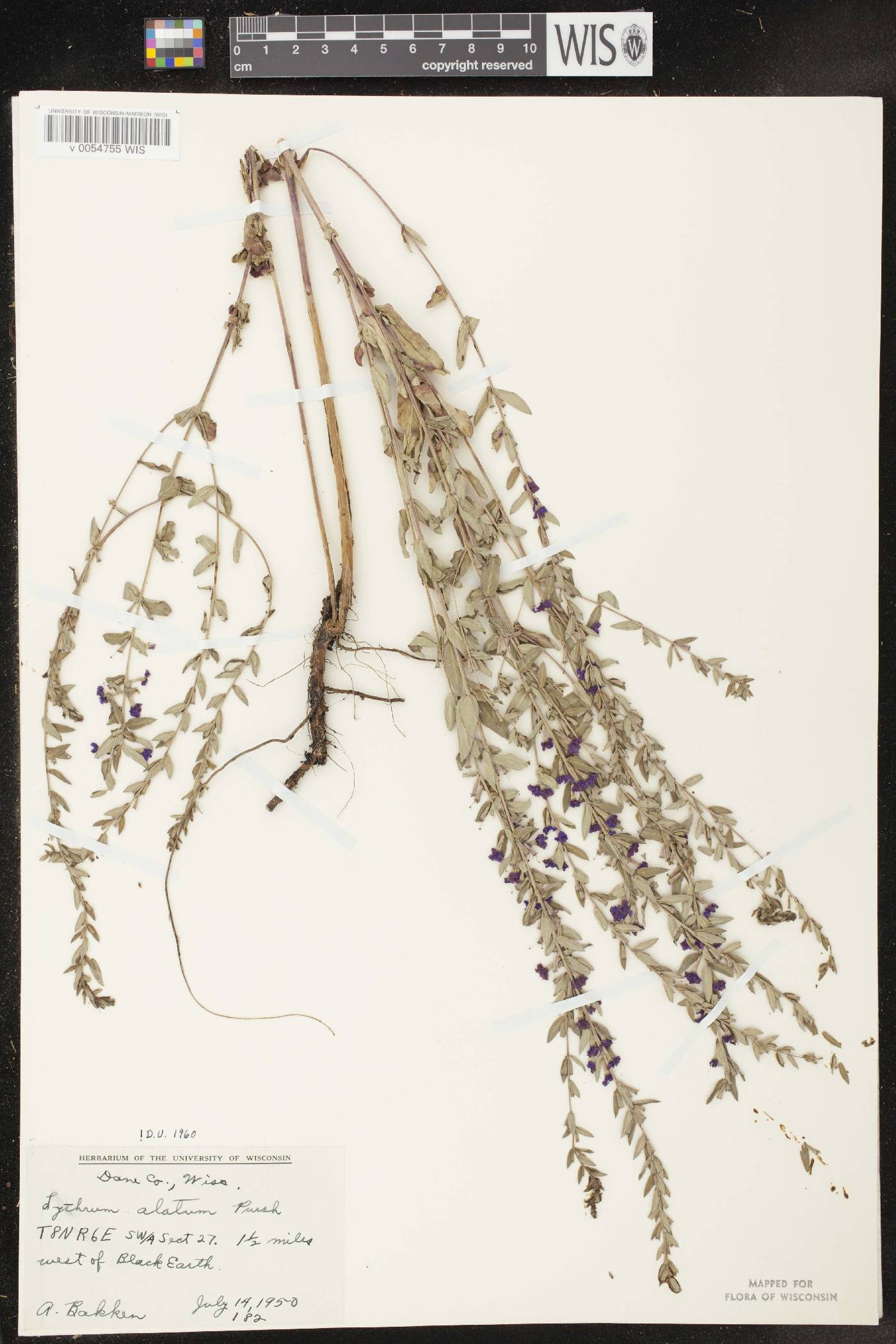 Lythrum alatum var. alatum image