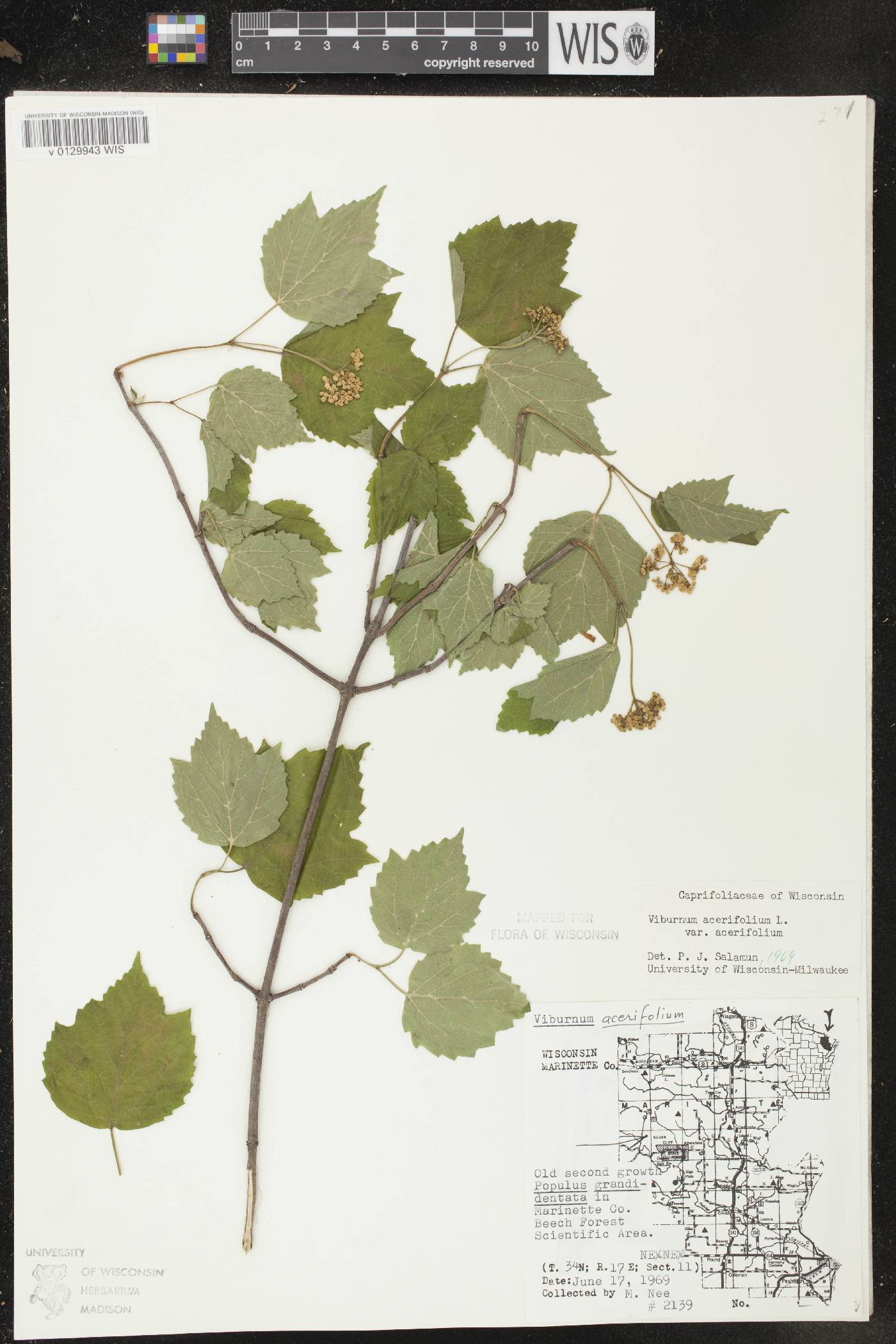 Viburnum acerifolium image