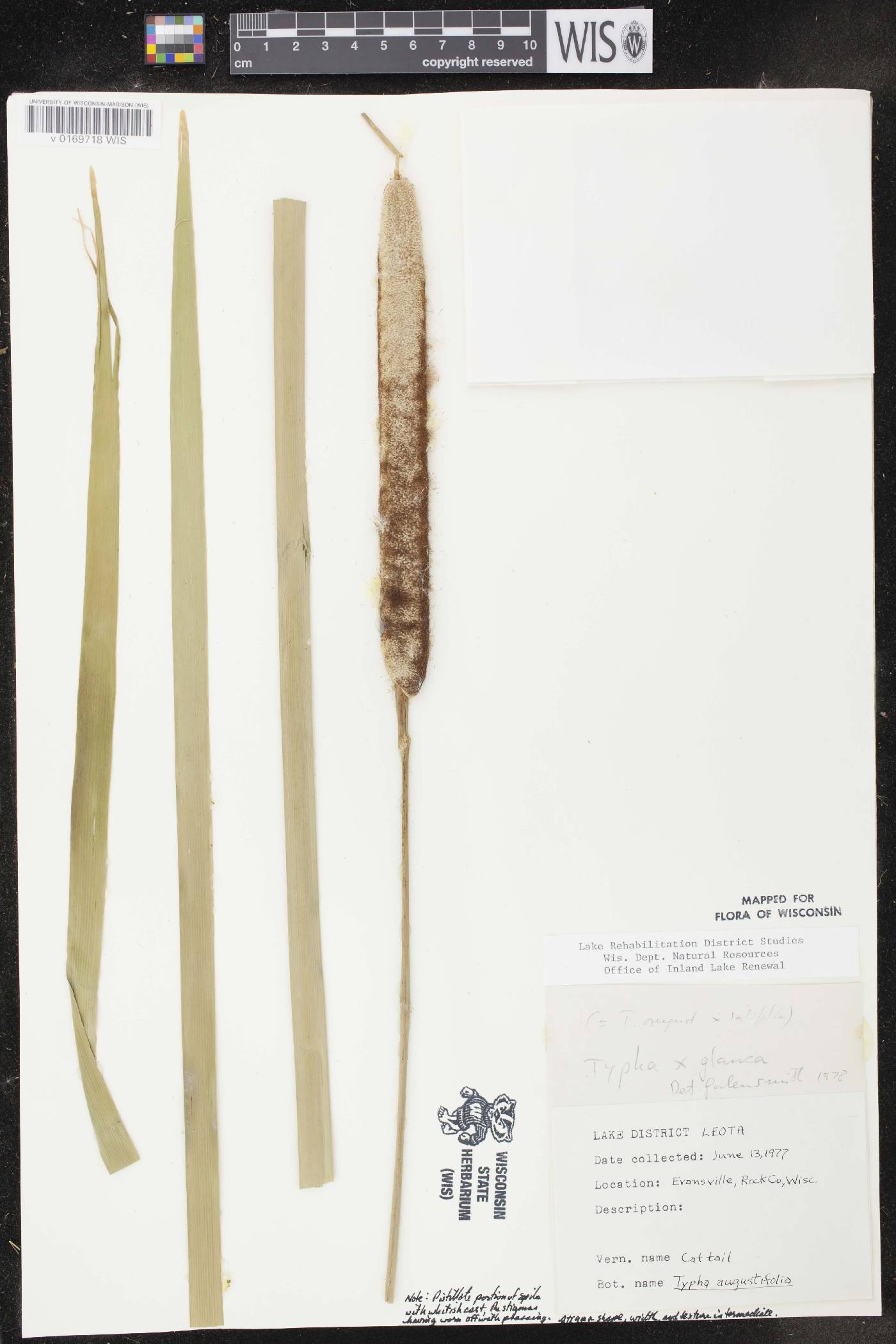 Typha X glauca image