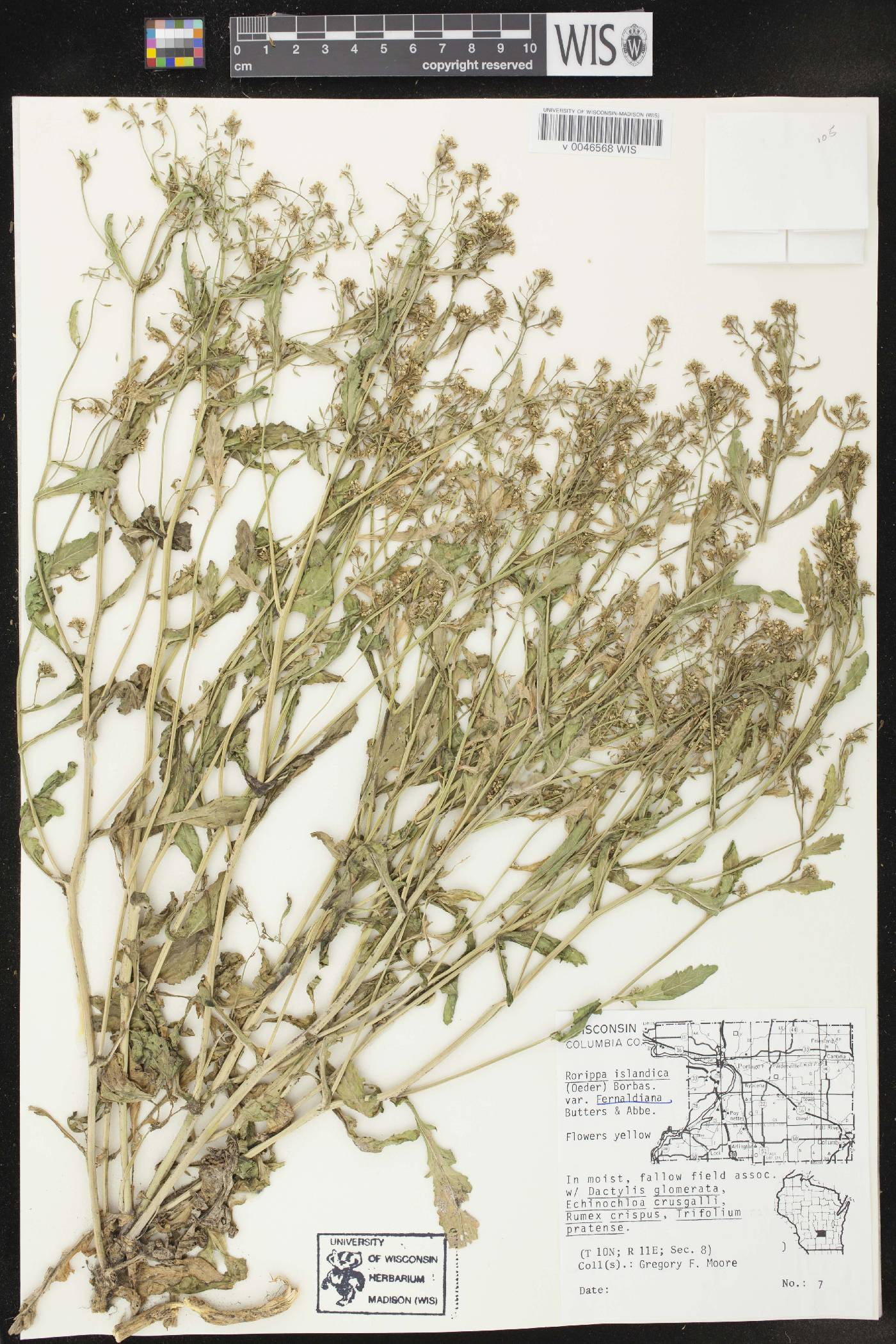 Rorippa palustris image