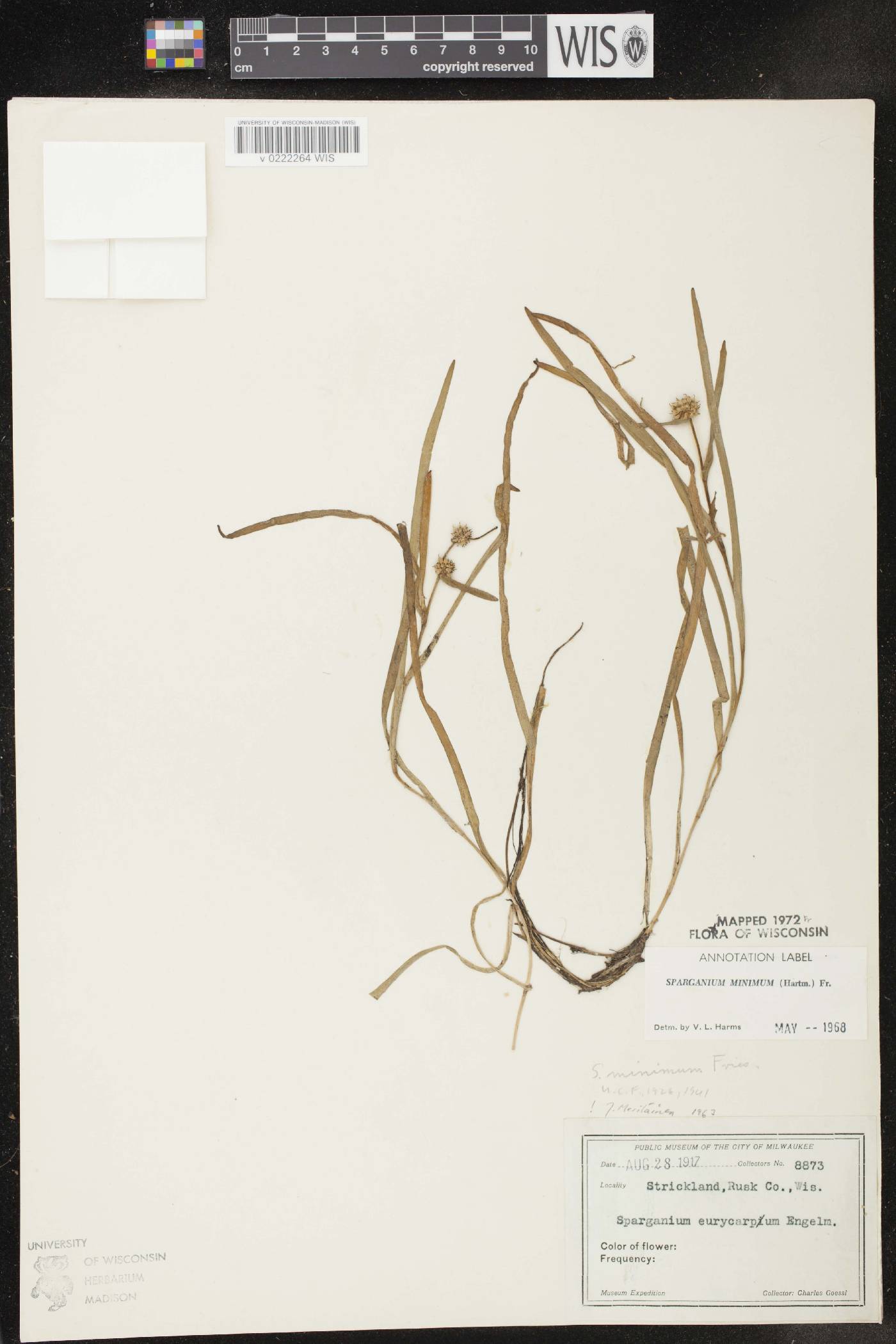 Sparganium natans image