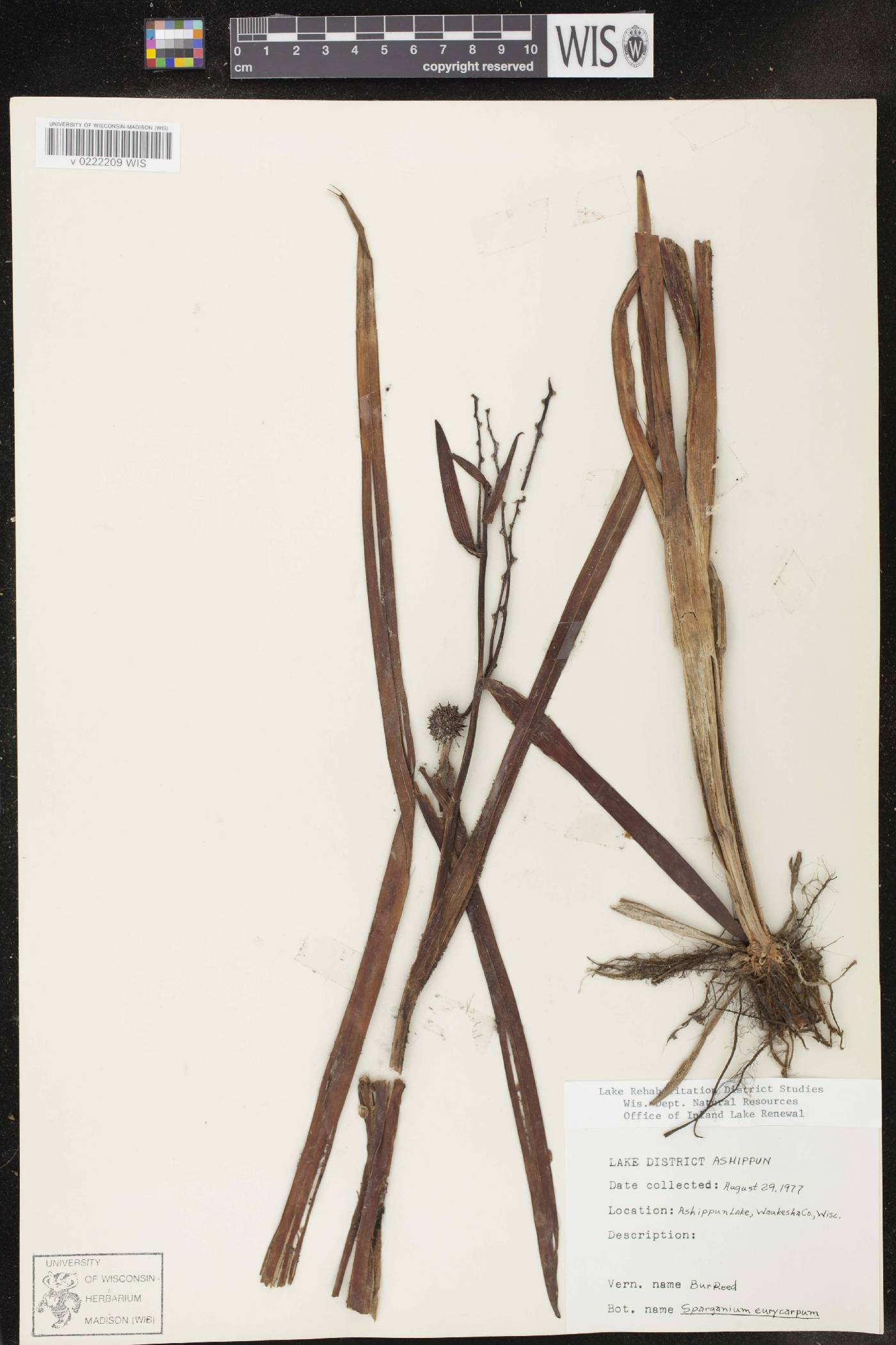 Sparganium eurycarpum image