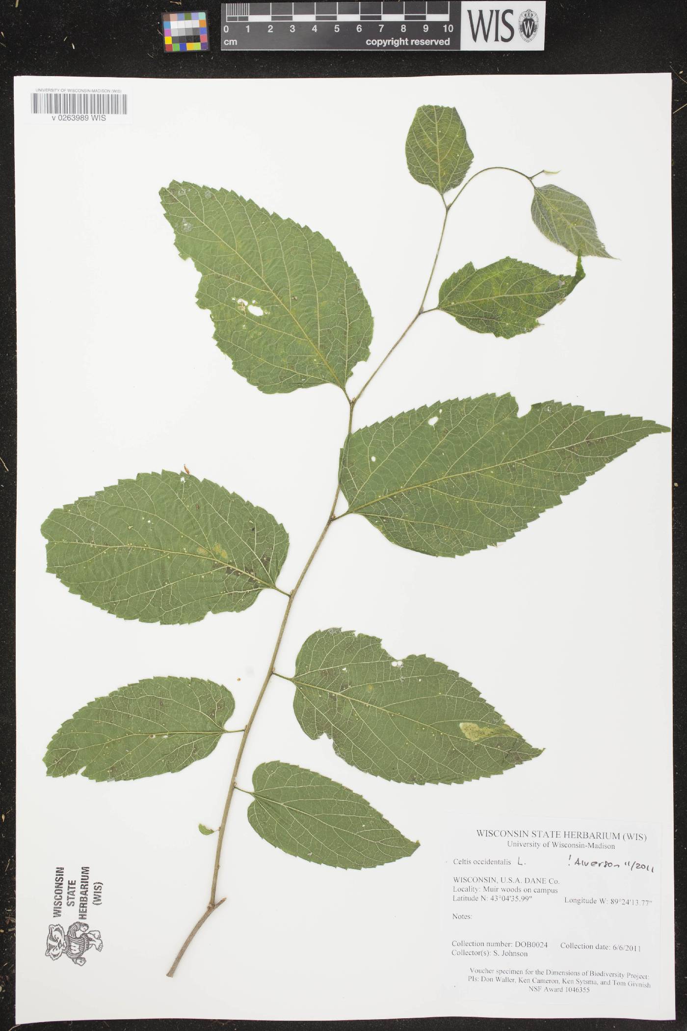 Celtis occidentalis image