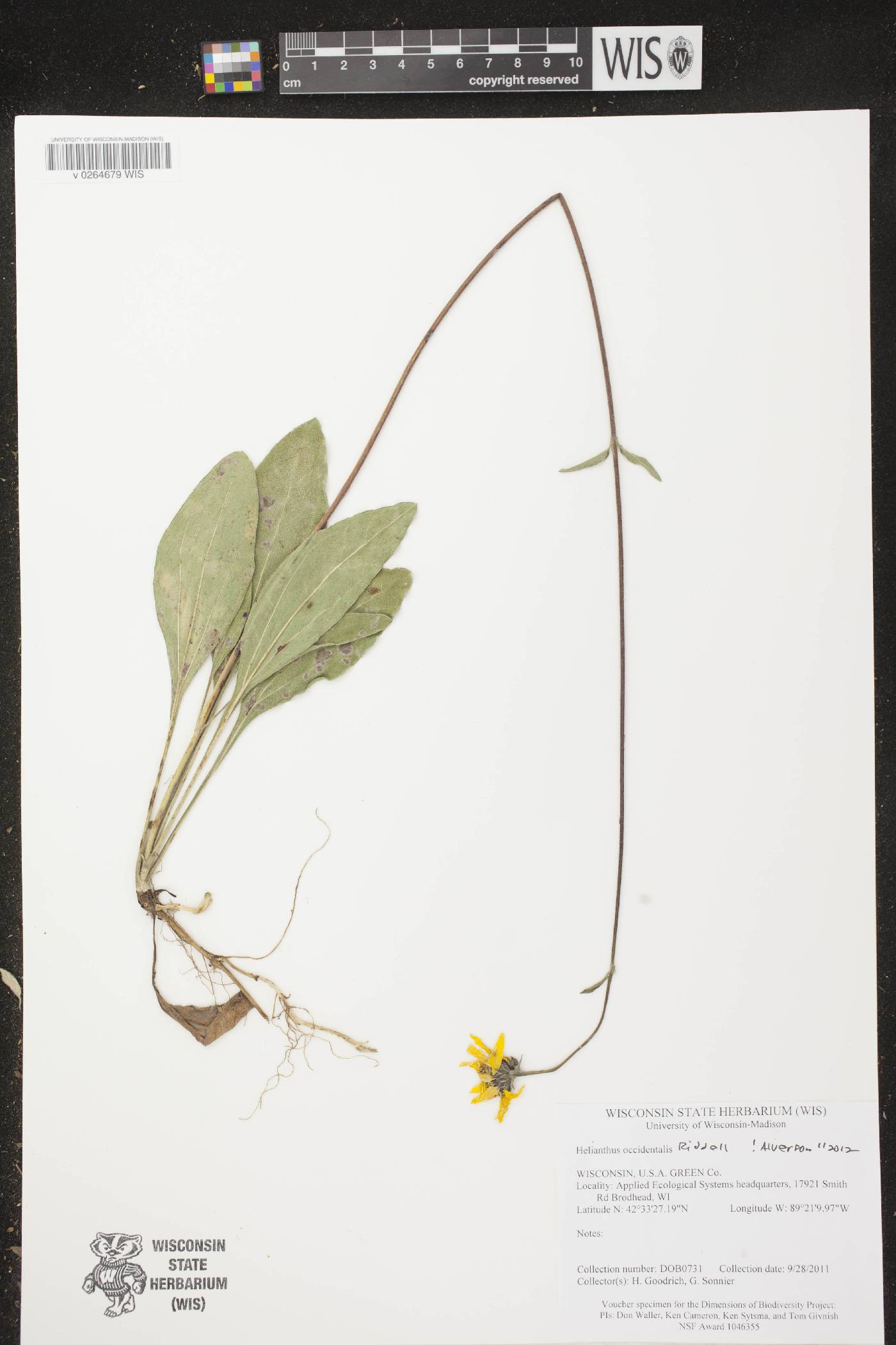 Helianthus occidentalis image