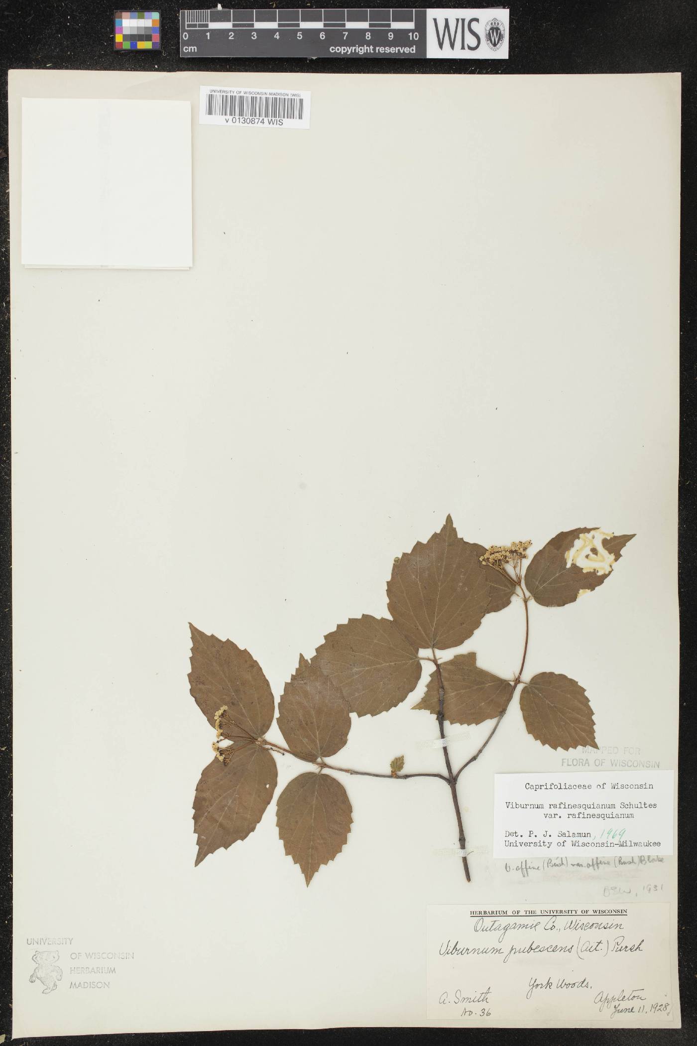 Viburnum rafinesquianum var. rafinesquianum image