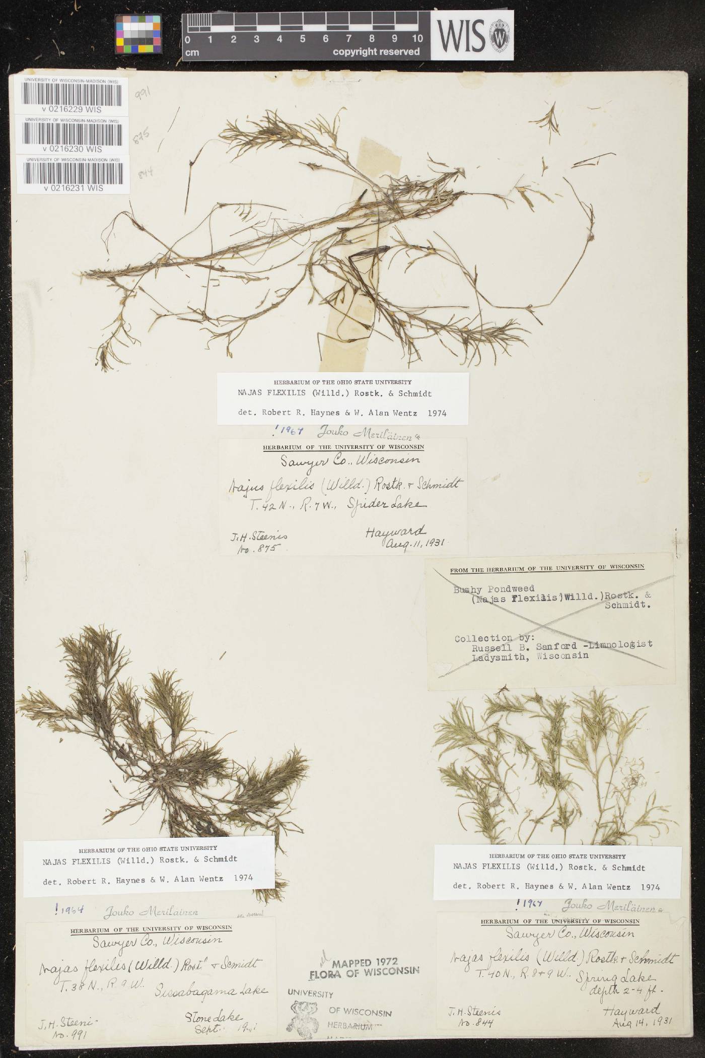 Najas flexilis image