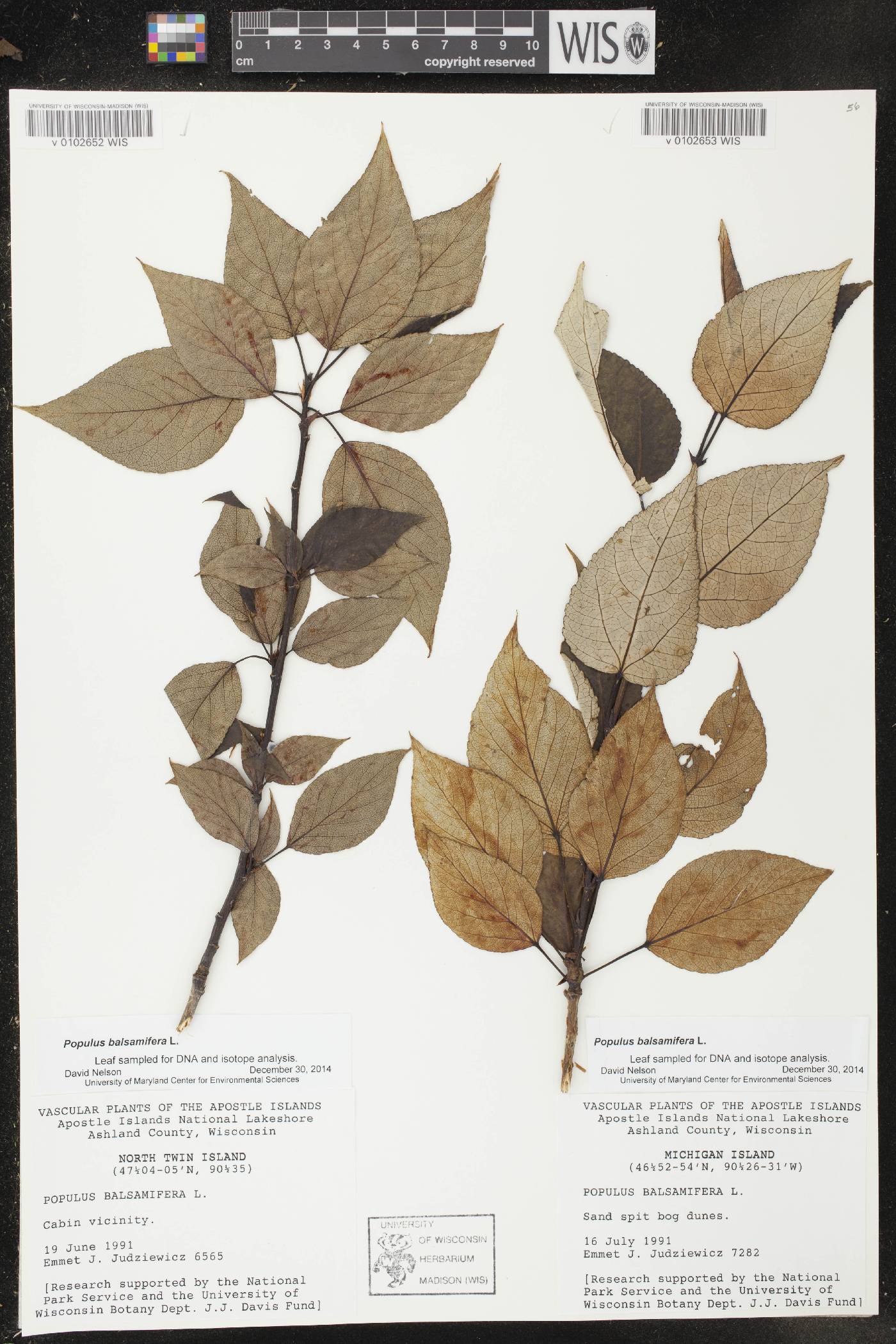 Populus balsamifera image