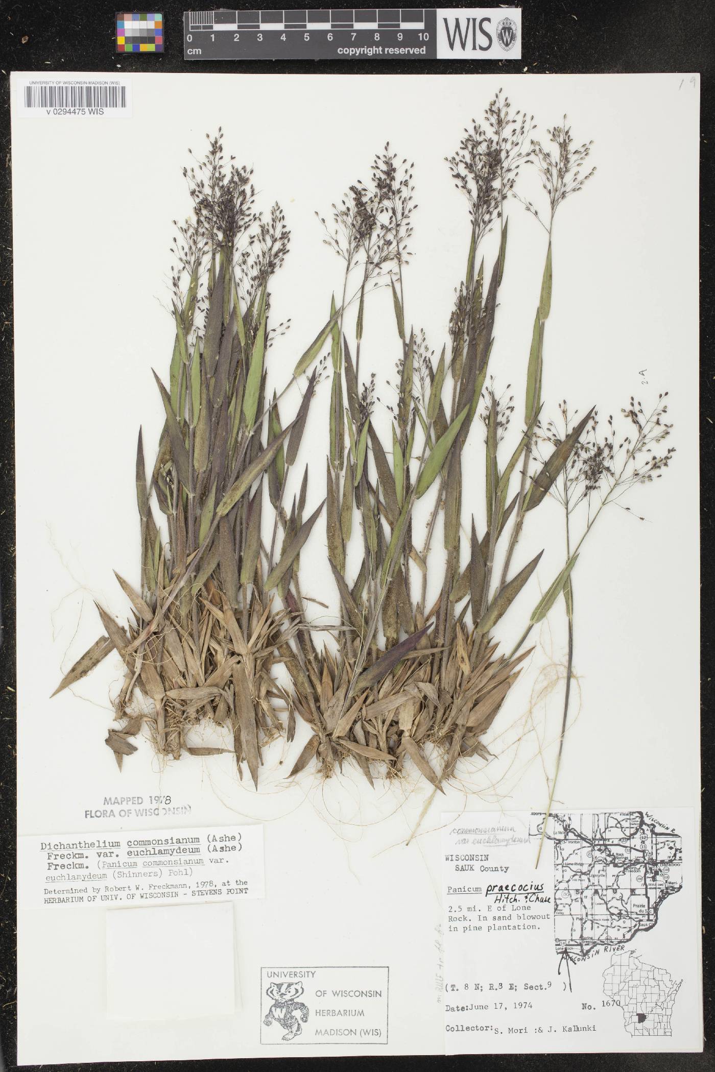 Dichanthelium commonsianum var. euchlamydeum image