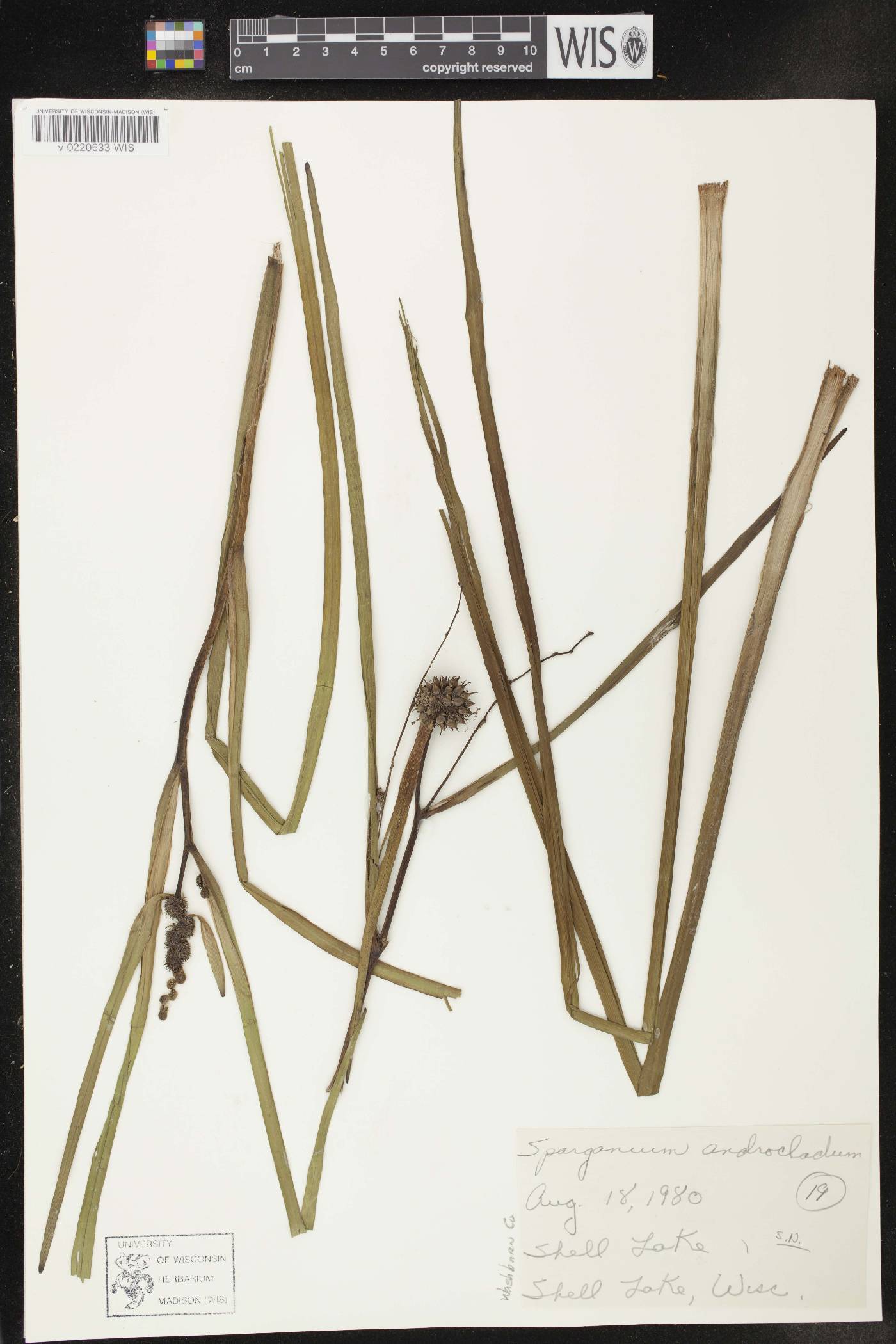 Sparganium androcladum image