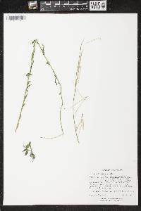Image of Arabis pycnocarpa var. pycnocarpa