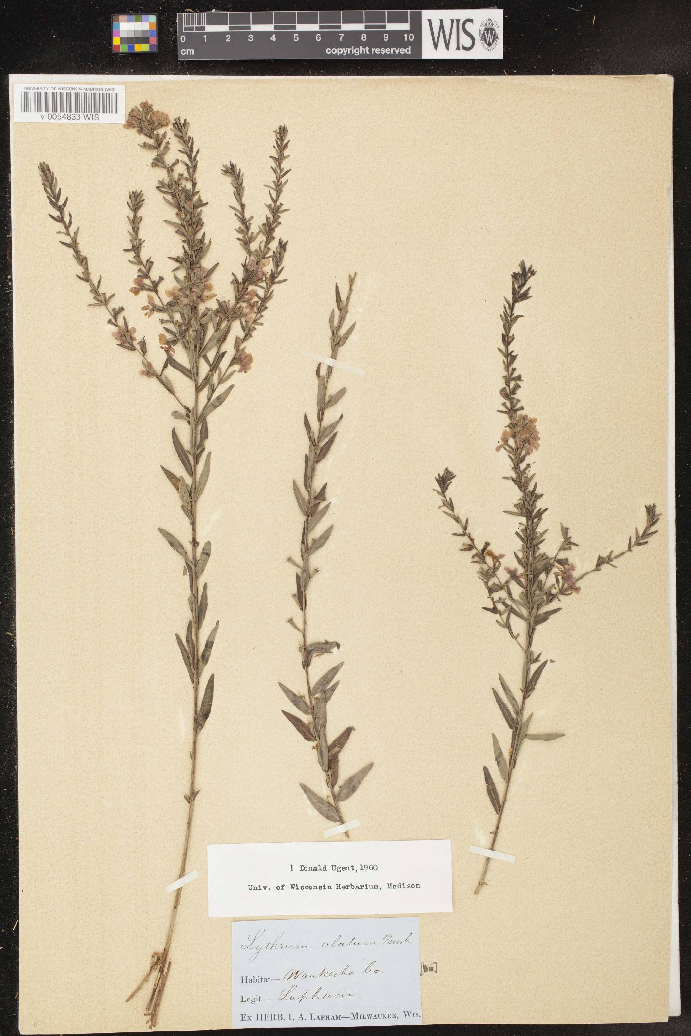 Lythrum alatum var. alatum image