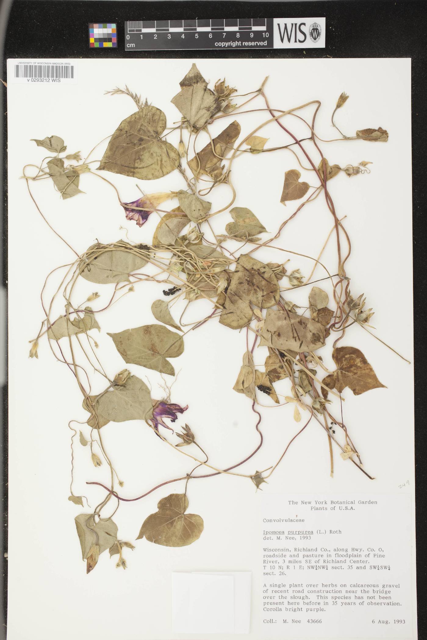Ipomoea purpurea image