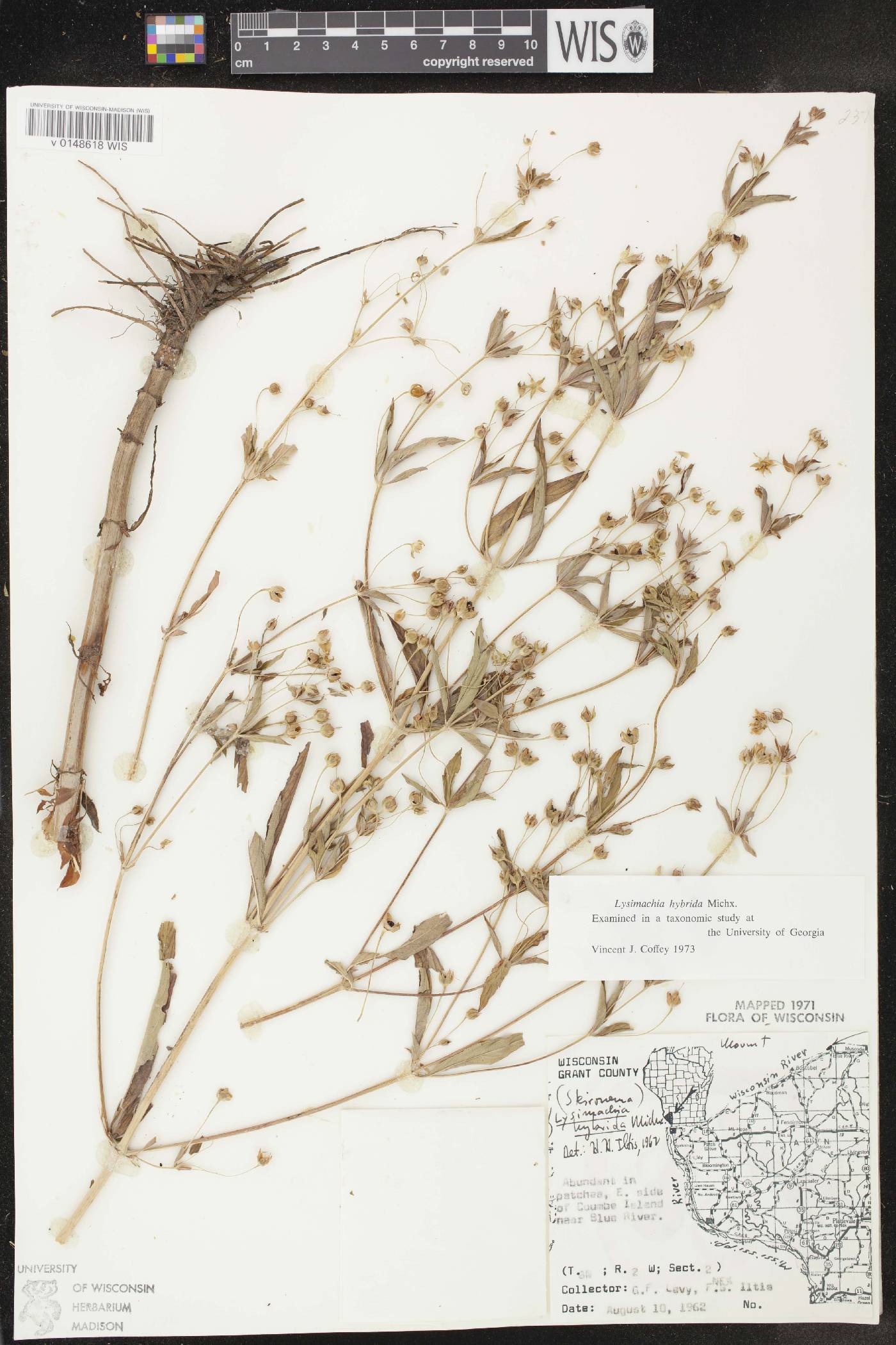 Lysimachia hybrida image
