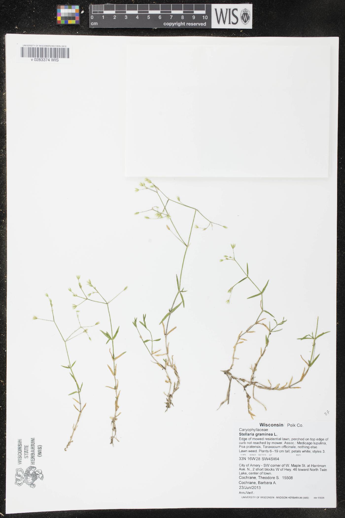 Stellaria graminea image