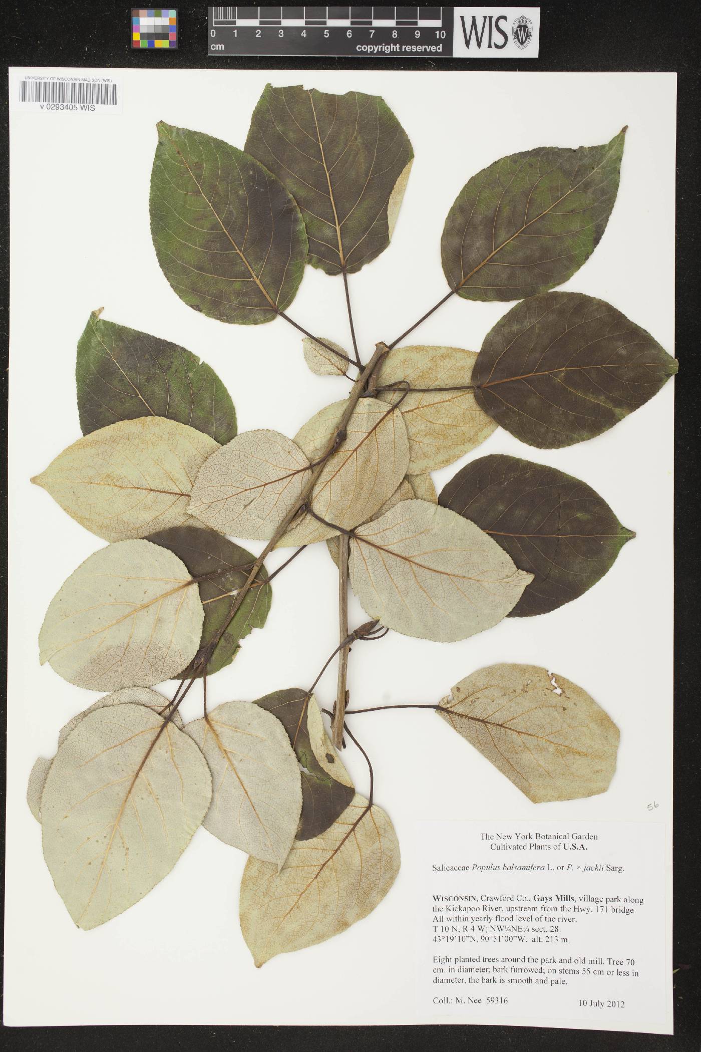 Populus balsamifera image