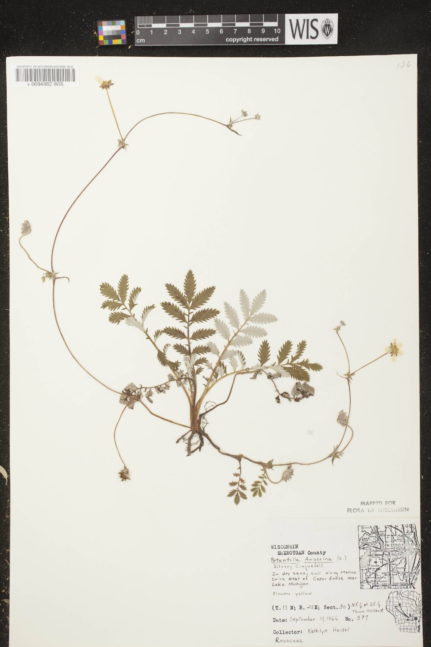 Potentilla anserina subsp. anserina image