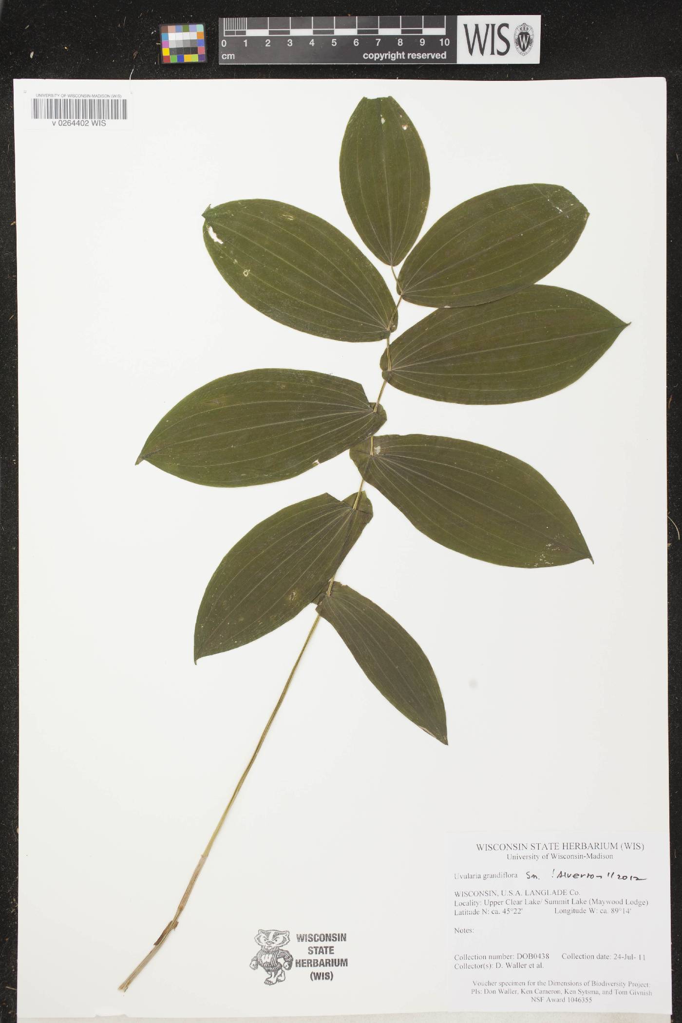 Uvularia grandiflora image