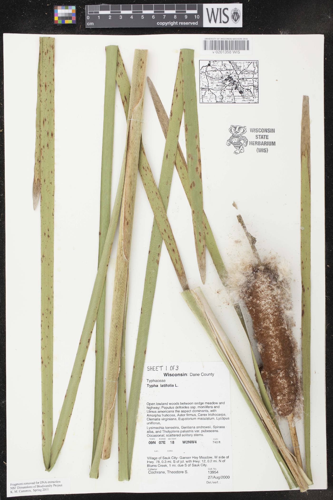 Typha latifolia image