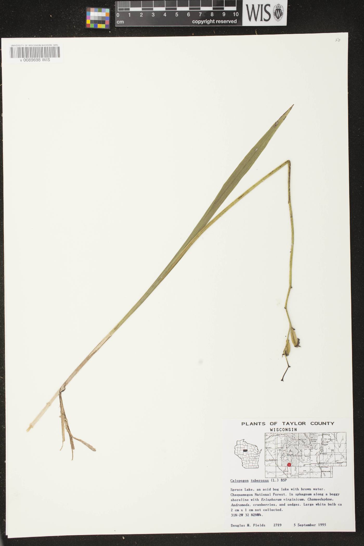 Calopogon tuberosus var. tuberosus image