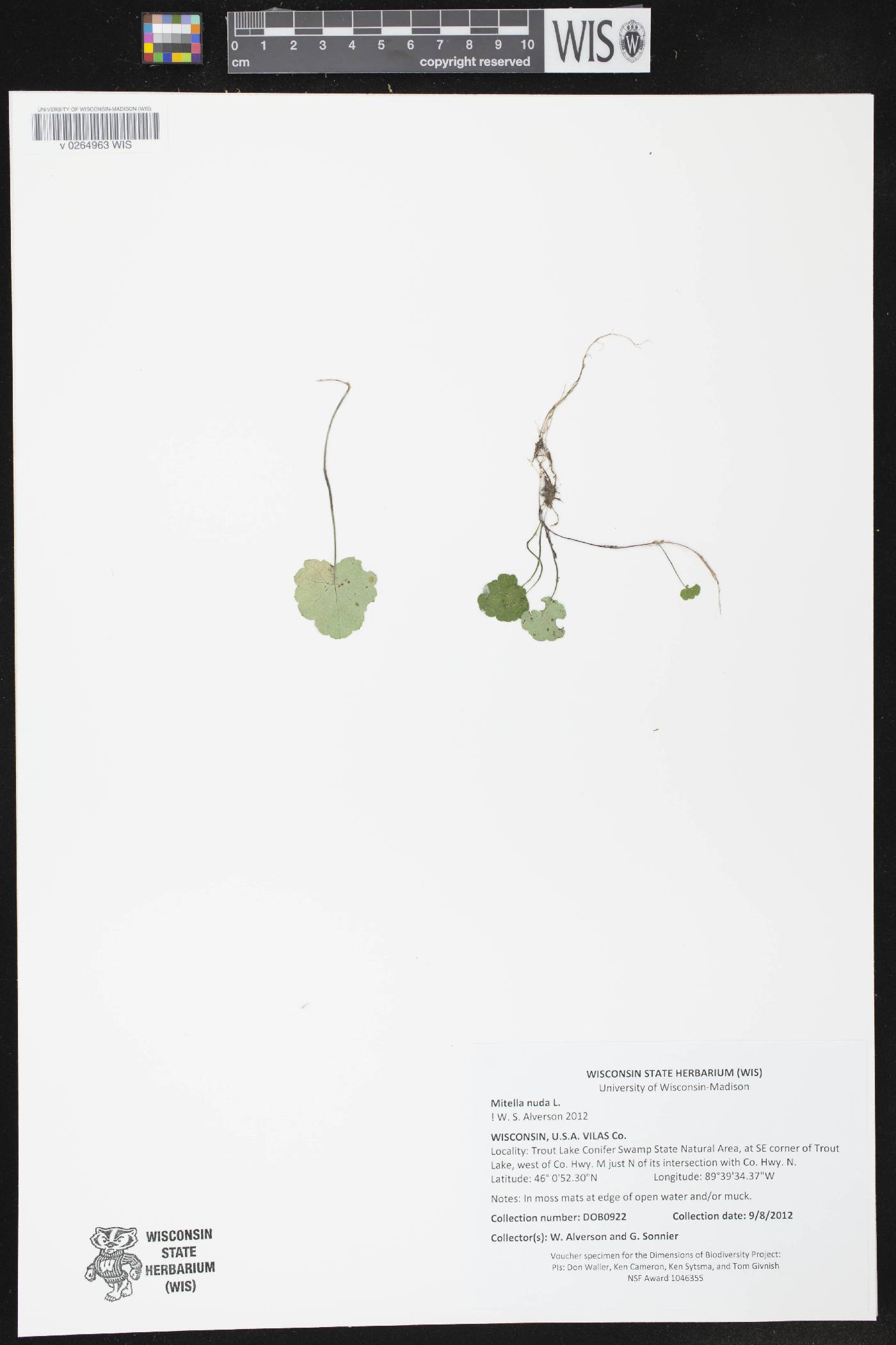 Mitella nuda image