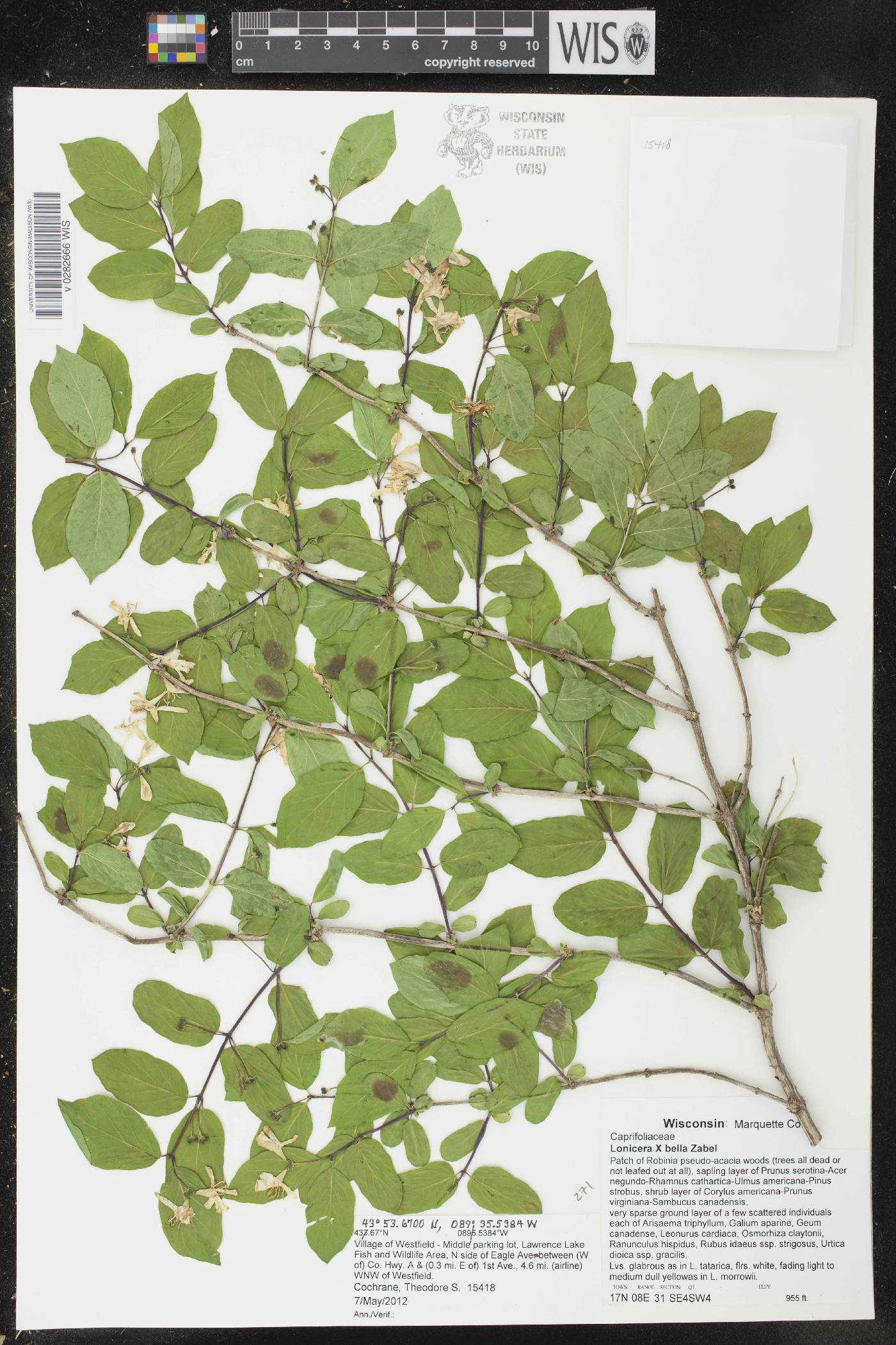 Lonicera X bella image